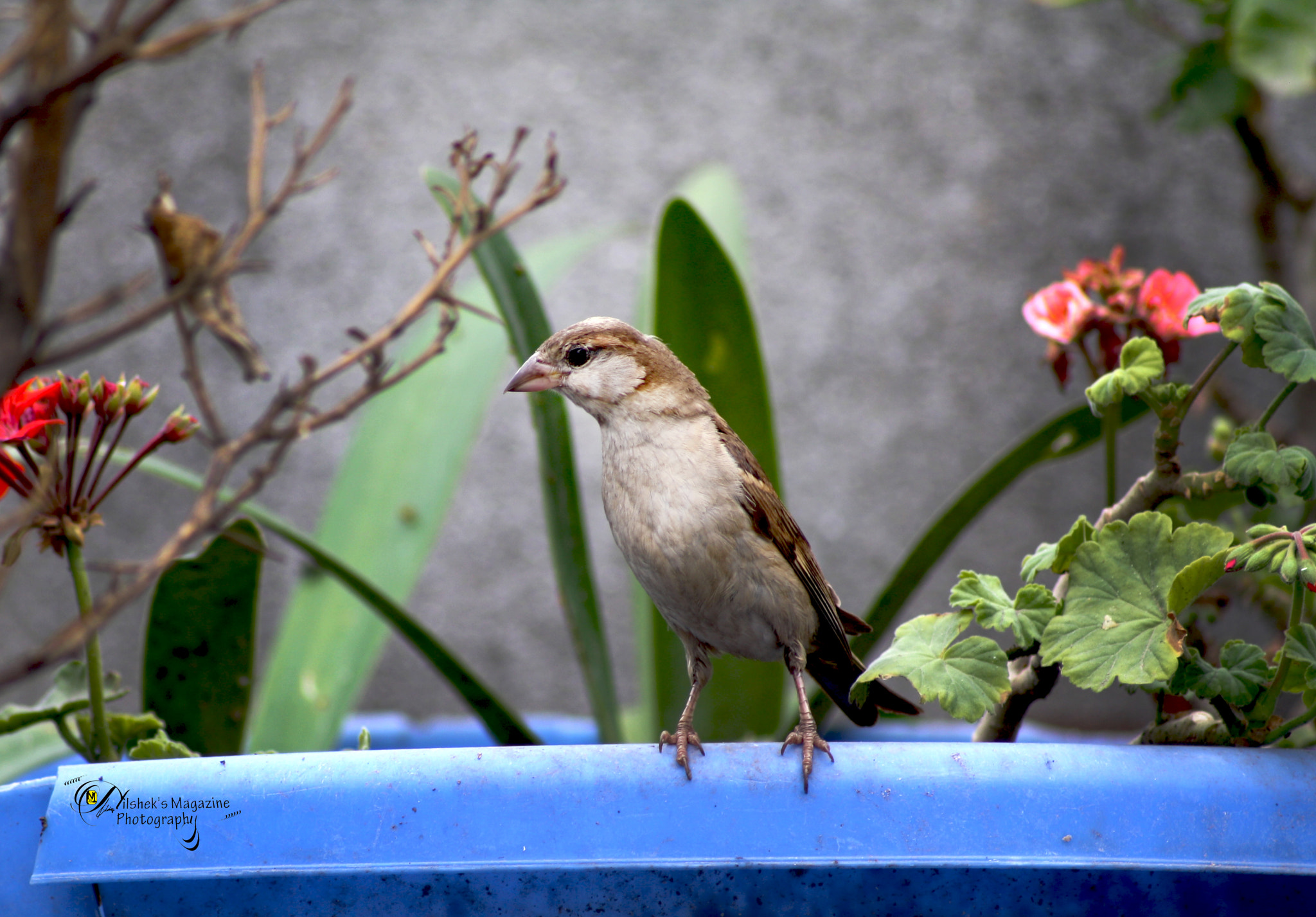 Canon EOS 1000D (EOS Digital Rebel XS / EOS Kiss F) sample photo. Pose sparrow photography