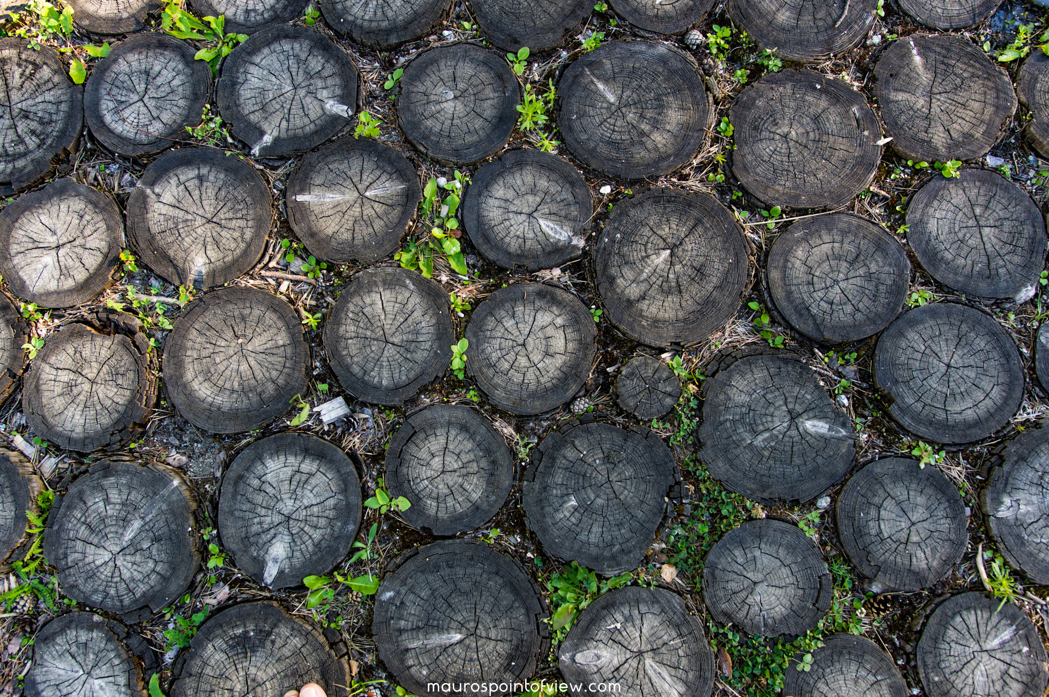 Pentax K-3 II sample photo. How many circles do you have? photography
