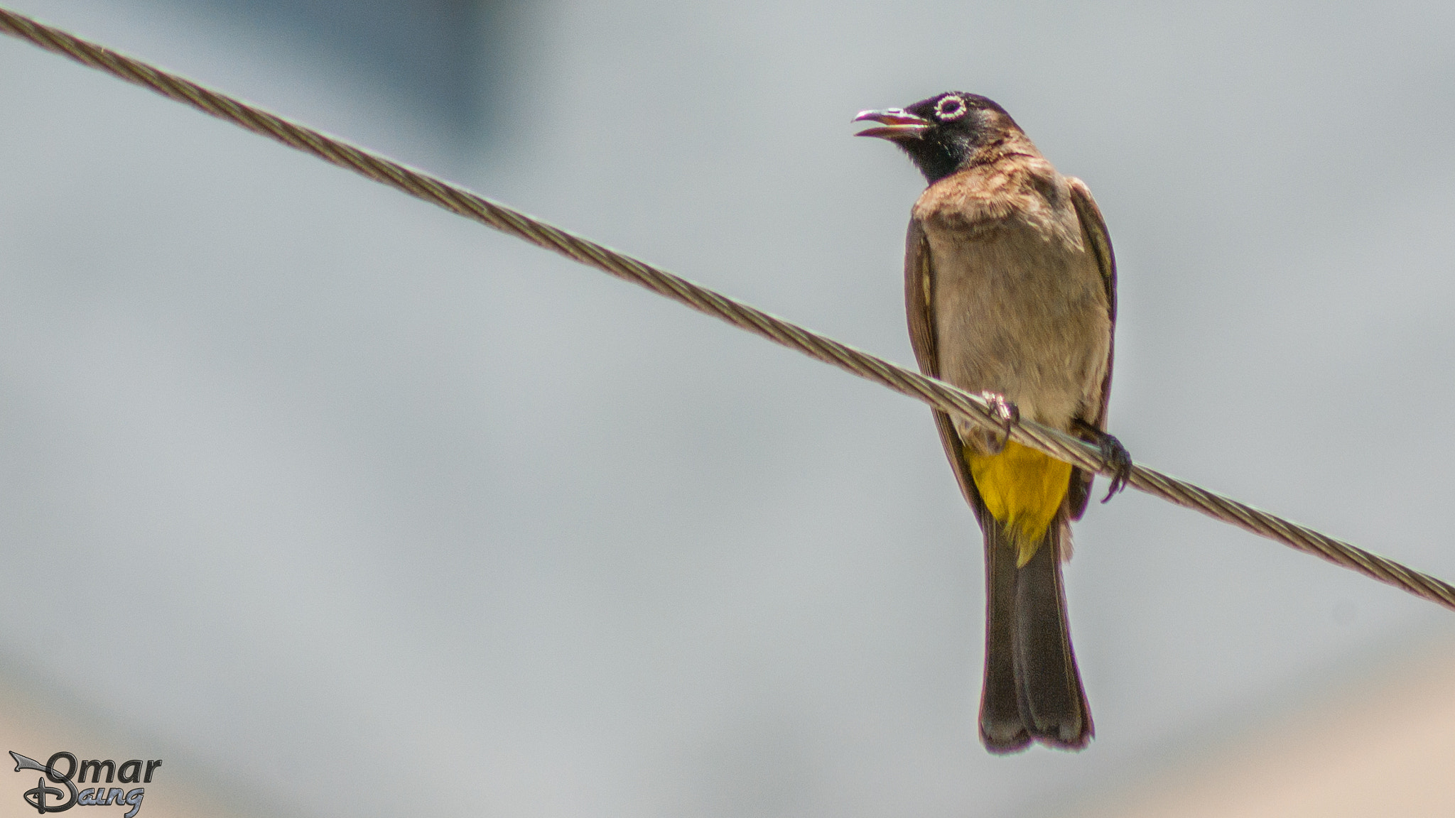 smc PENTAX-FA 80-320mm F4.5-5.6 sample photo. White-spectacled bulbul pycnonotus xanthopygos - arap bülbülü-6 photography