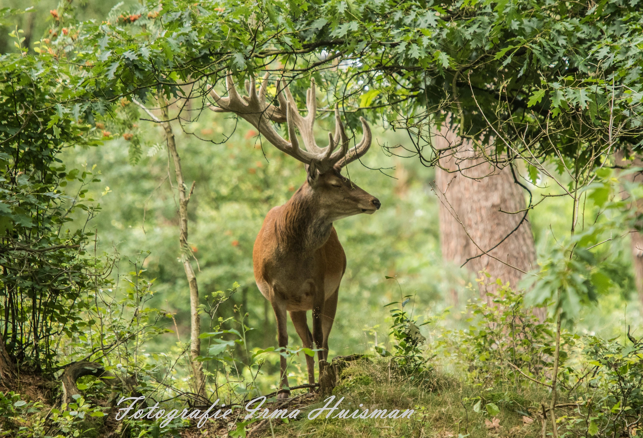 Canon EF 70-200mm F2.8L IS USM sample photo. Hv photography