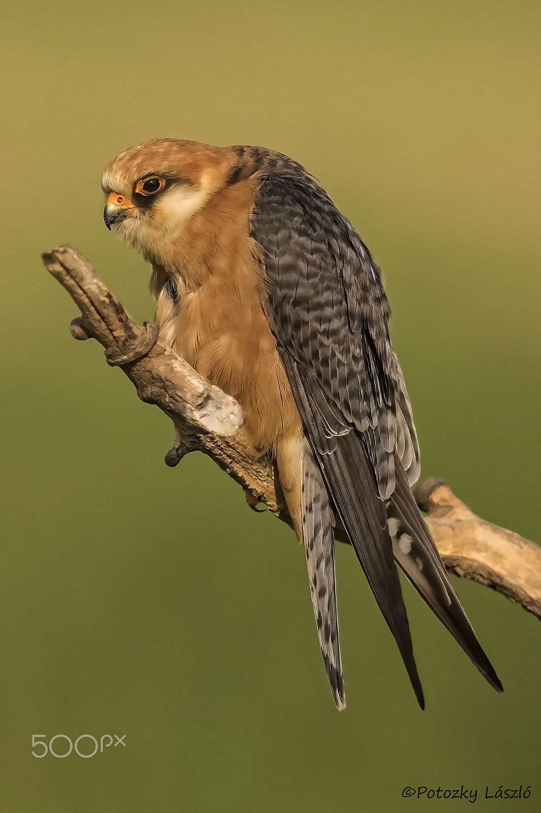 Olympus OM-D E-M1 + OLYMPUS 300mm Lens sample photo. Red-footed falcon photography