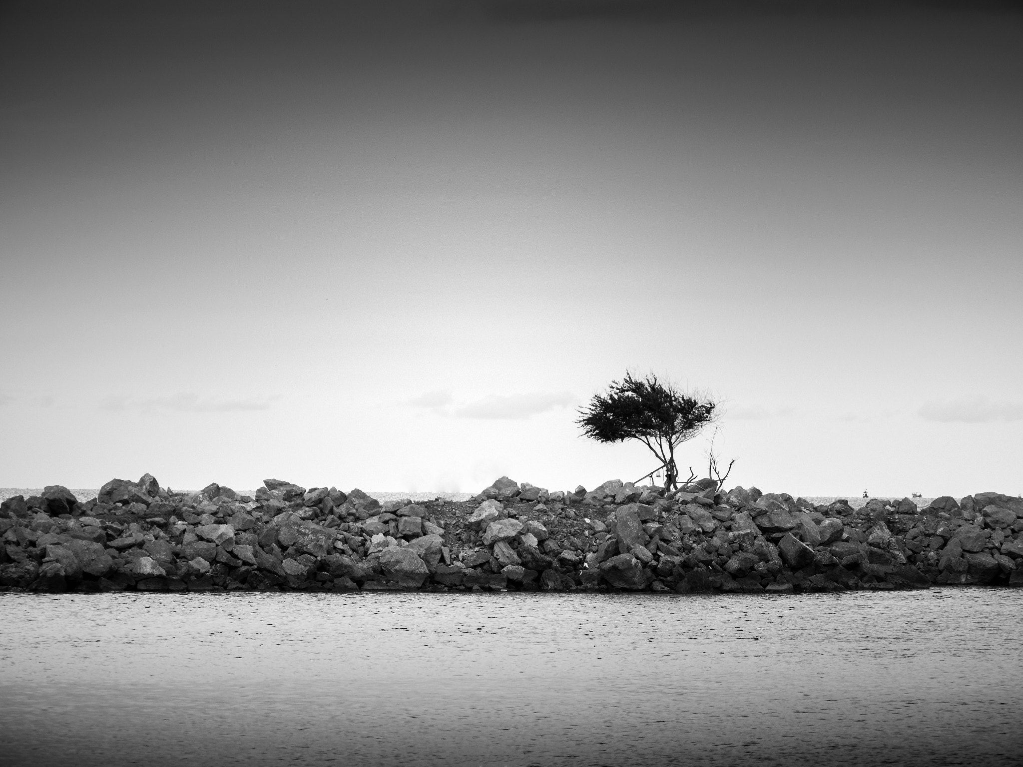Panasonic Lumix DMC-GX8 sample photo. A tree photography