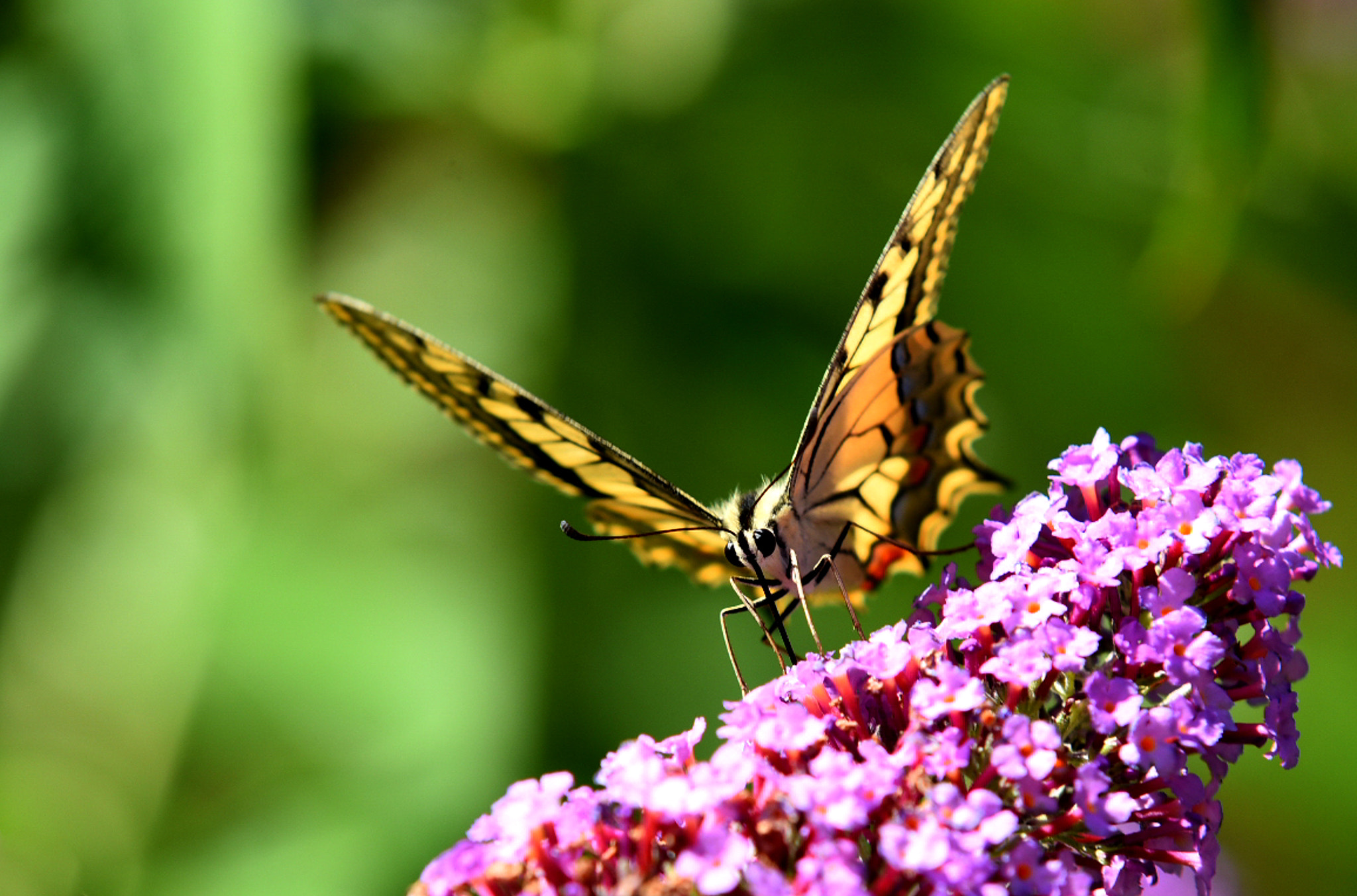 Sigma 70-200mm F2.8 EX DG Macro HSM II sample photo. Macaone photography