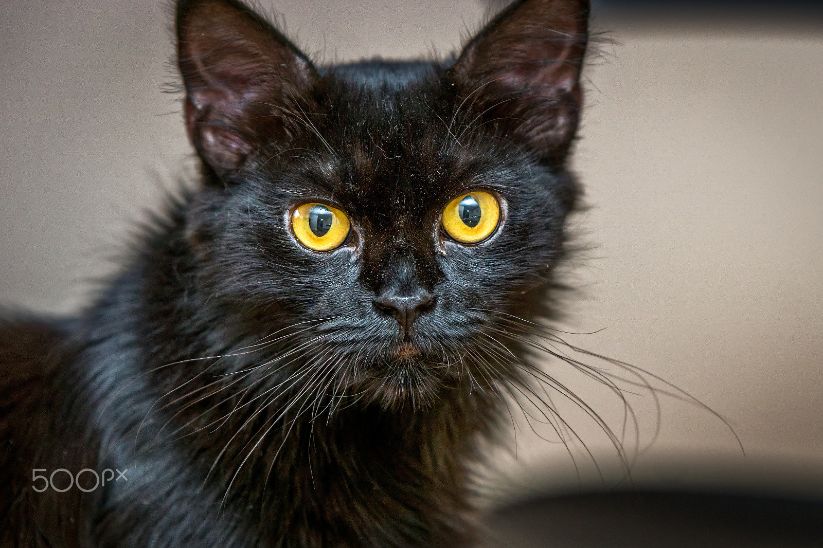 Sony ILCA-77M2 + Tamron SP 70-200mm F2.8 Di VC USD sample photo. Stella's magic eyes. photography