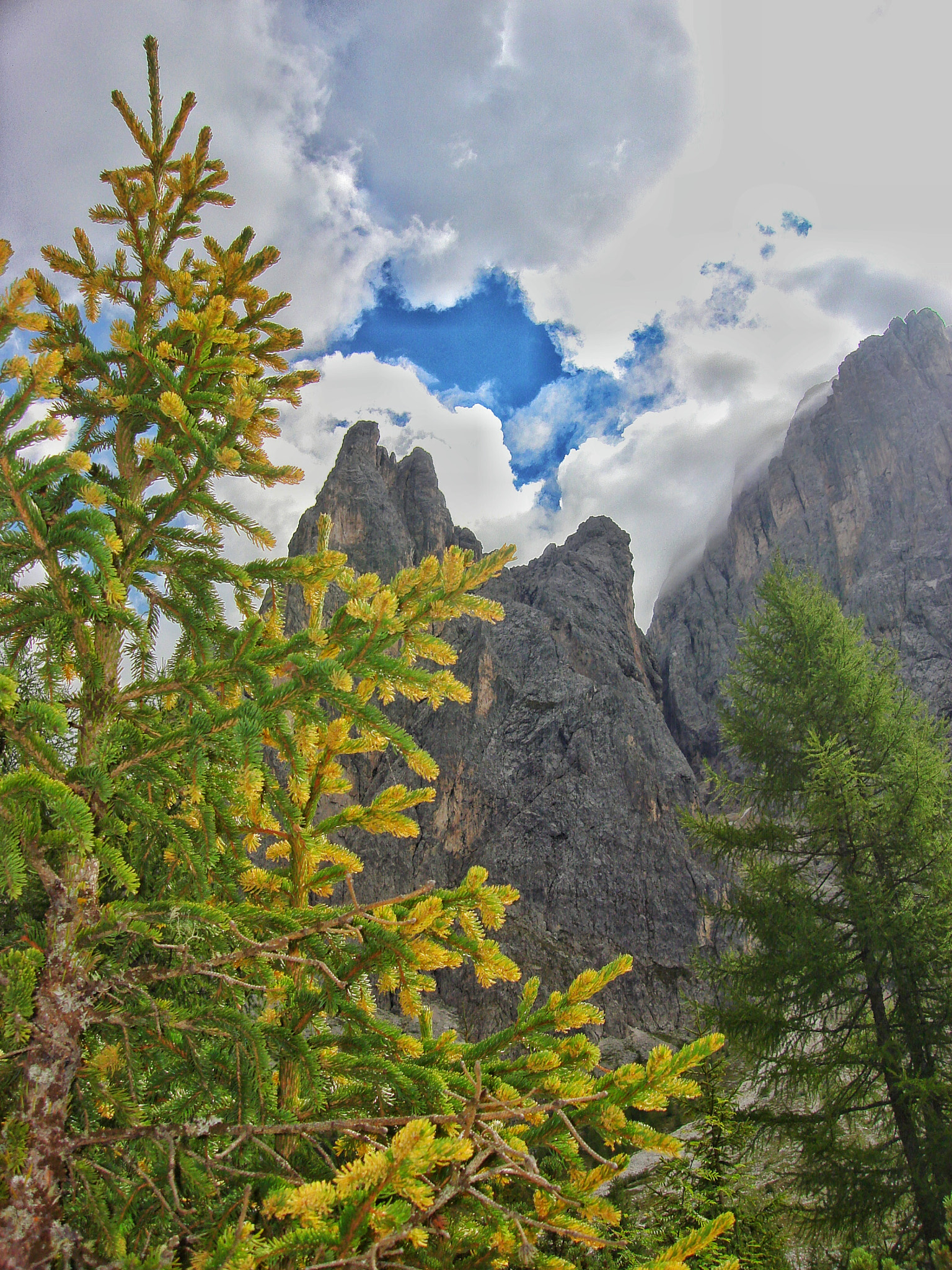 Sony DSC-N2 sample photo. Trees - dolomites photography