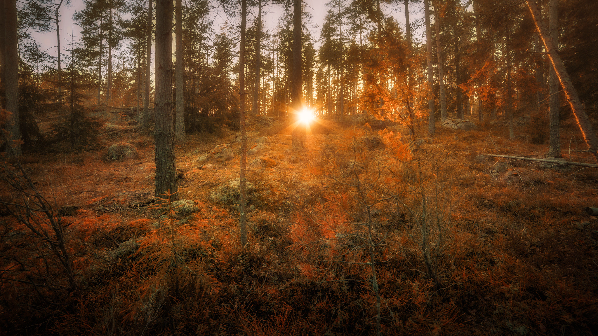 Nikon D3 sample photo. Autumn sunset photography
