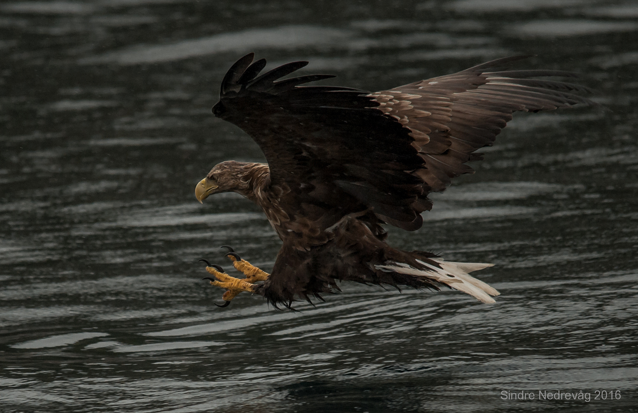Nikon D700 + Sigma 150-500mm F5-6.3 DG OS HSM sample photo. Going in for the kill ! photography