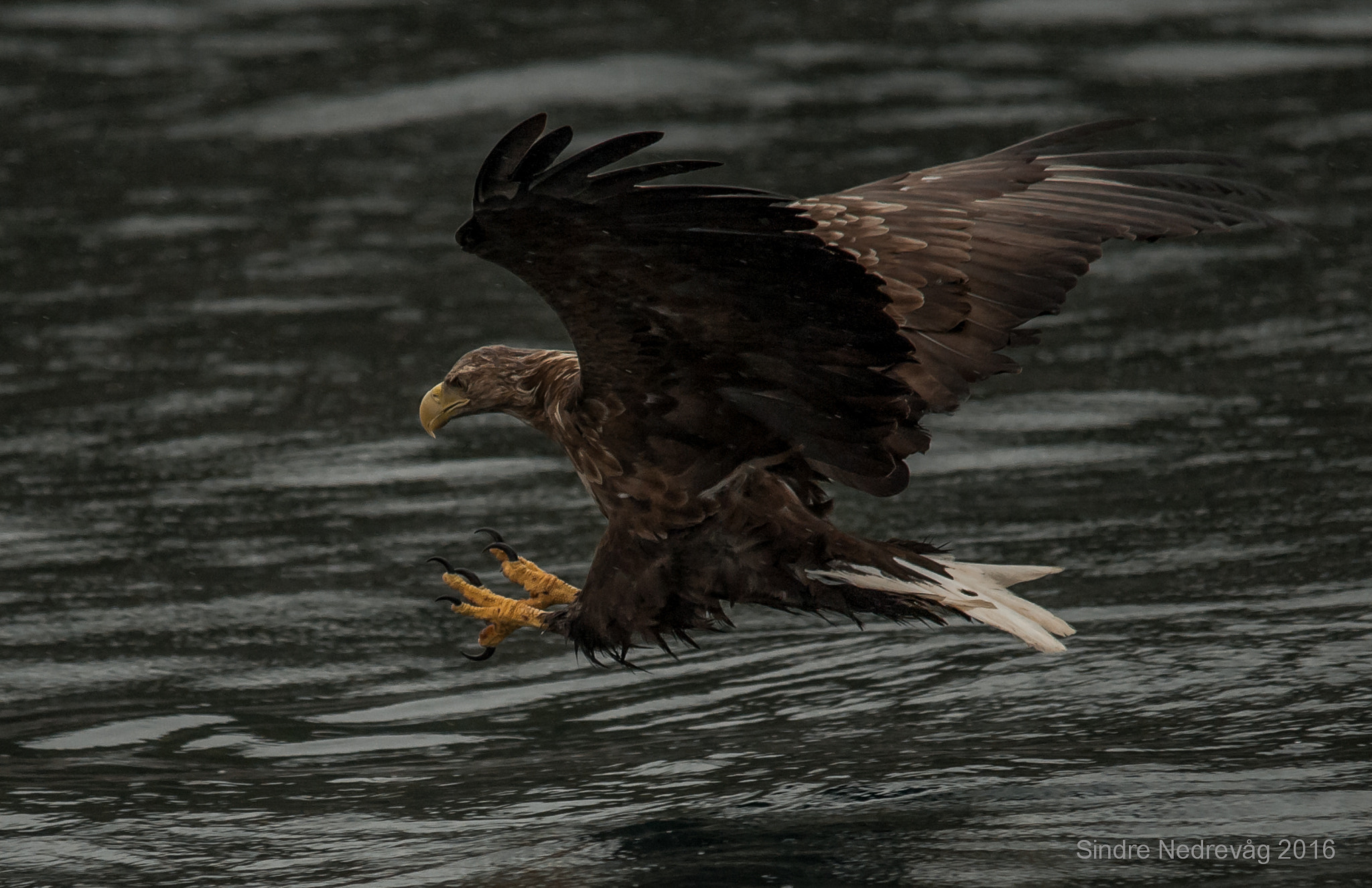 Sigma 150-500mm F5-6.3 DG OS HSM sample photo. Going in for the kill ! photography