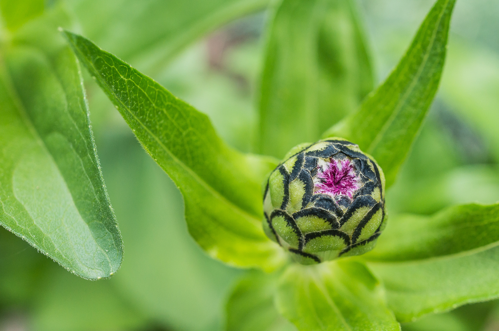 Sony Alpha NEX-6 + Sony E 30mm F3.5 Macro sample photo. Zinnia photography