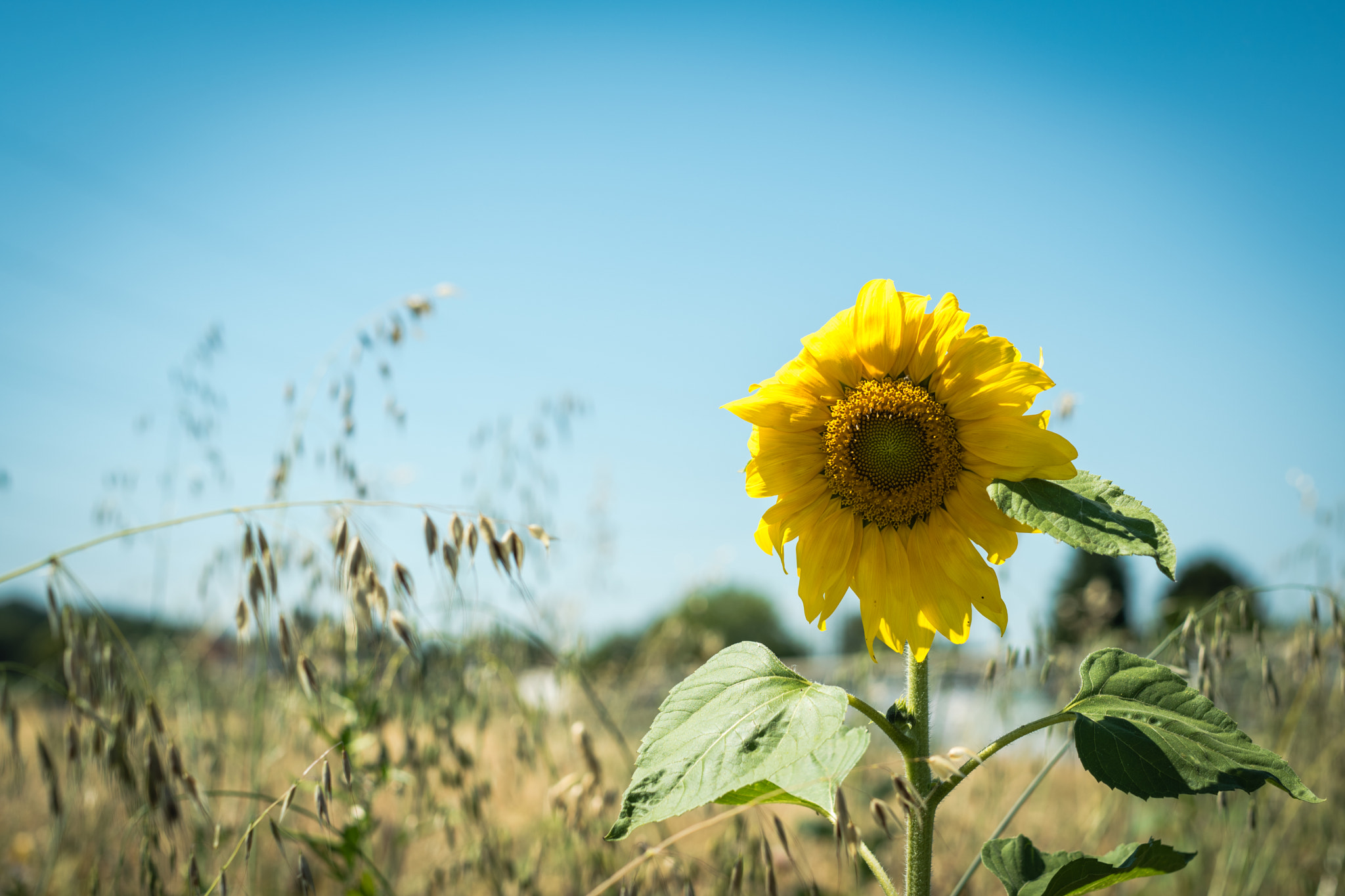 Nikon D5500 + Sigma 50mm F1.4 DG HSM Art sample photo. Sunflower photography