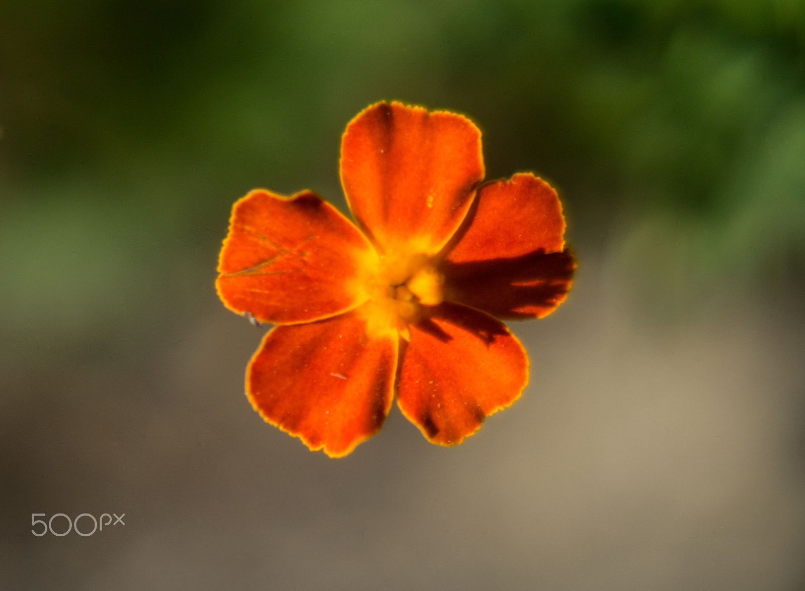 Sony Alpha a5000 (ILCE 5000) + Minolta AF 50mm F1.7 sample photo. Kadifica photography
