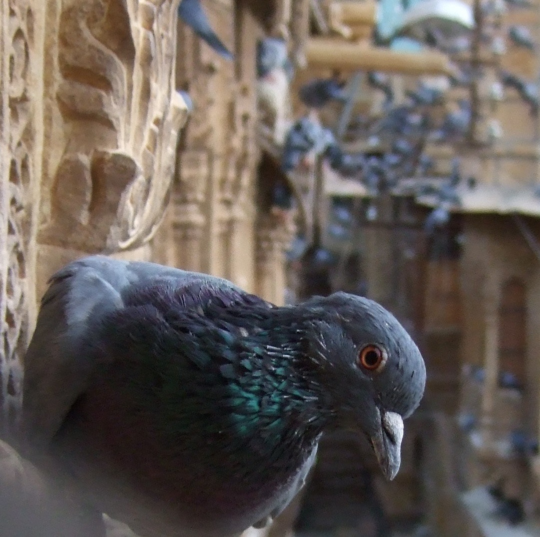 Fujifilm FinePix F31fd sample photo. Pigeons photography