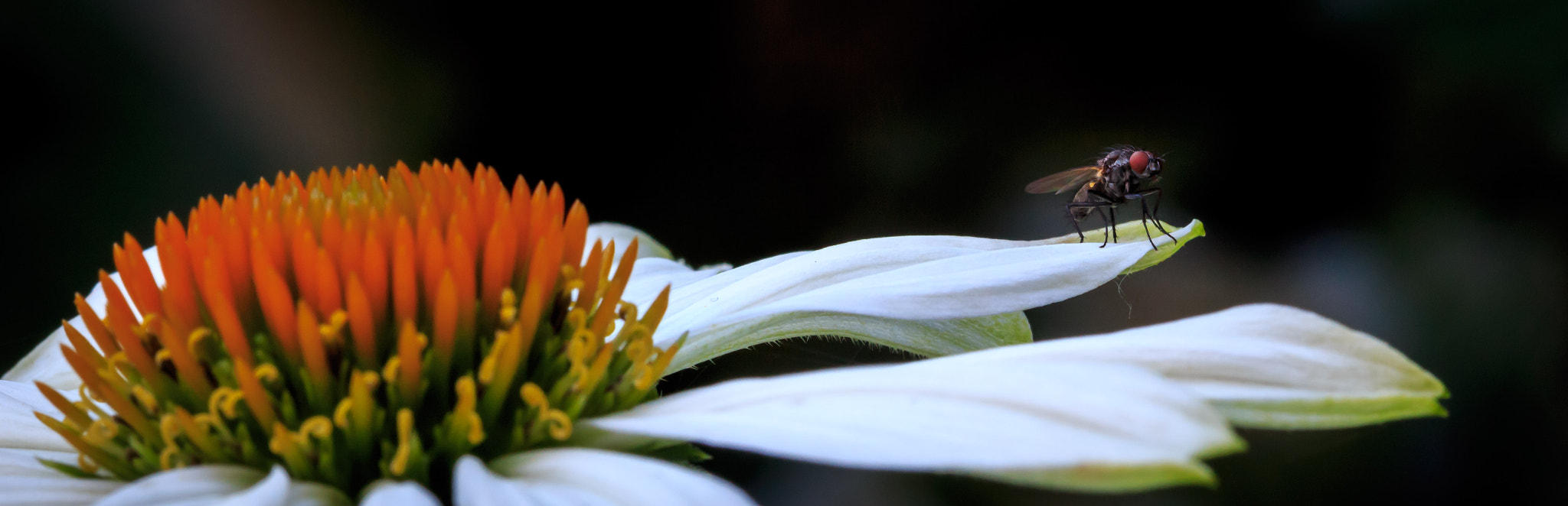 Canon EF 100mm F2.8 Macro USM sample photo. Macro pano photography