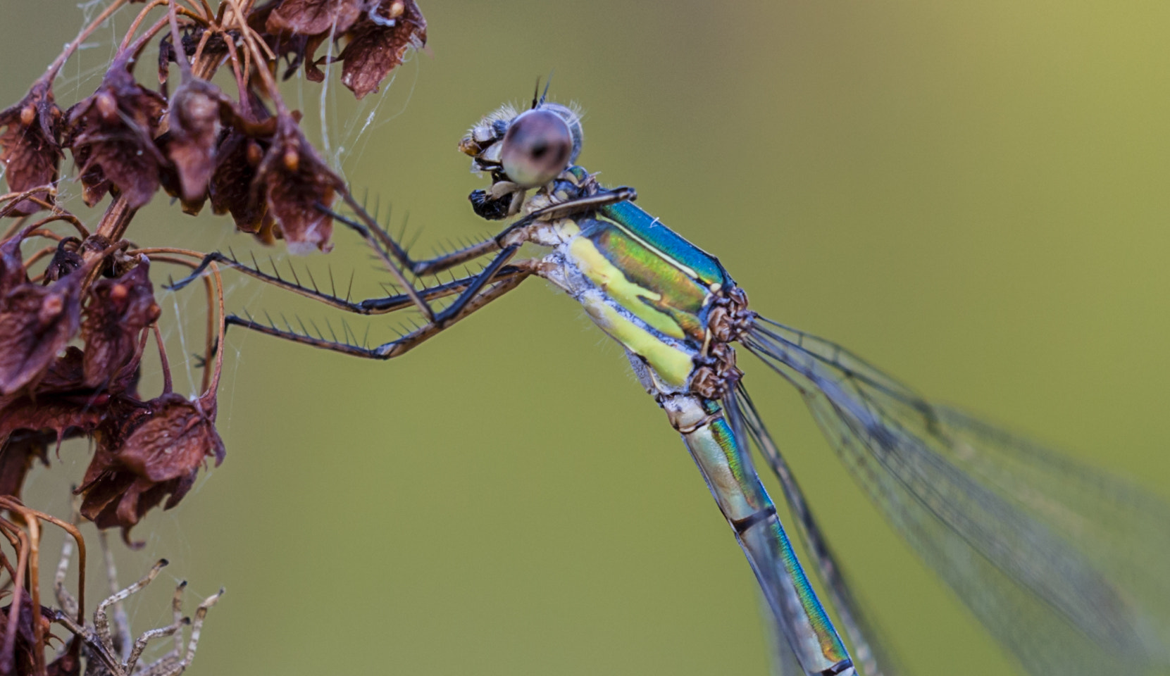 Sigma APO Macro 180mm F3.5 EX DG HSM sample photo. El diablillo photography