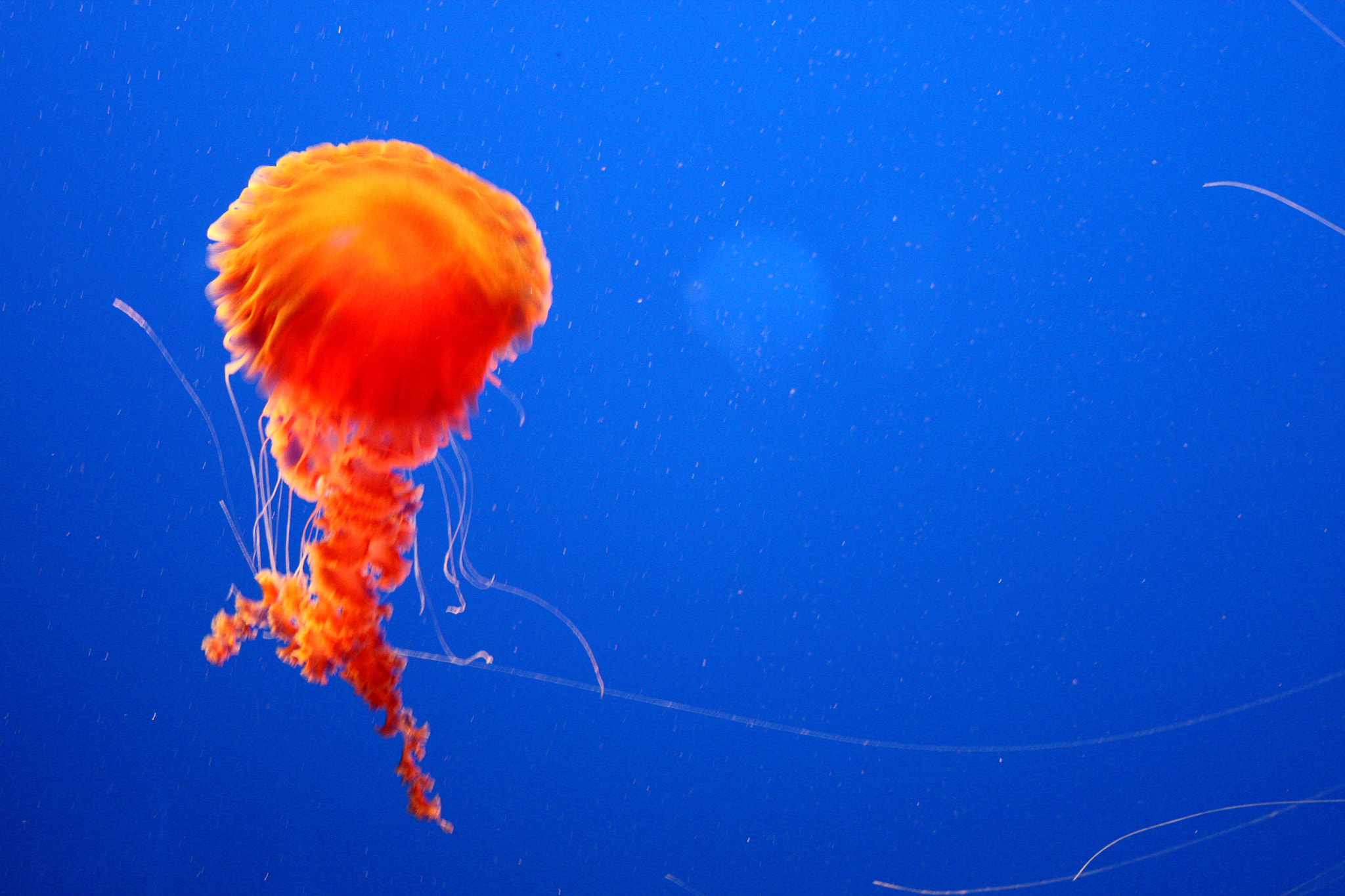 Canon EOS 450D (EOS Rebel XSi / EOS Kiss X2) sample photo. Jelly fish photography