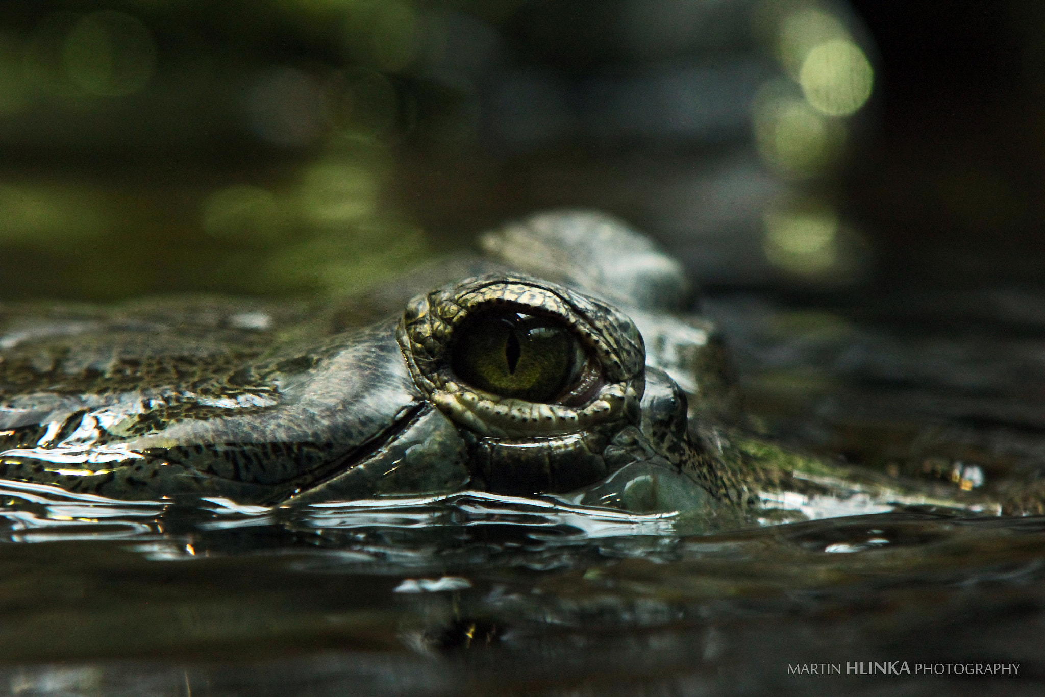 Sigma 70-200mm F2.8 EX DG OS HSM sample photo. Gharial photography
