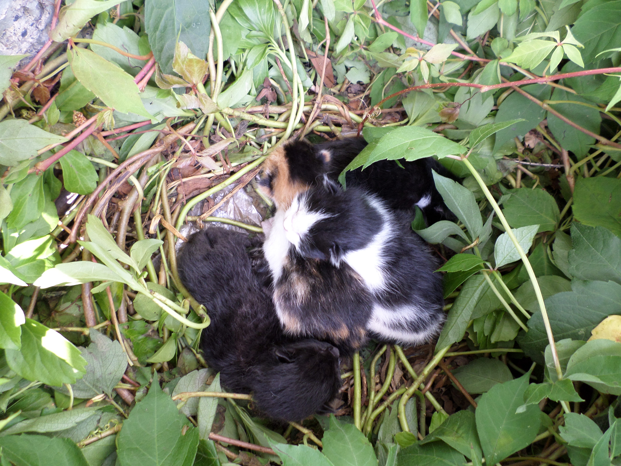 Samsung ST72/ST73 sample photo. New born kittens photography