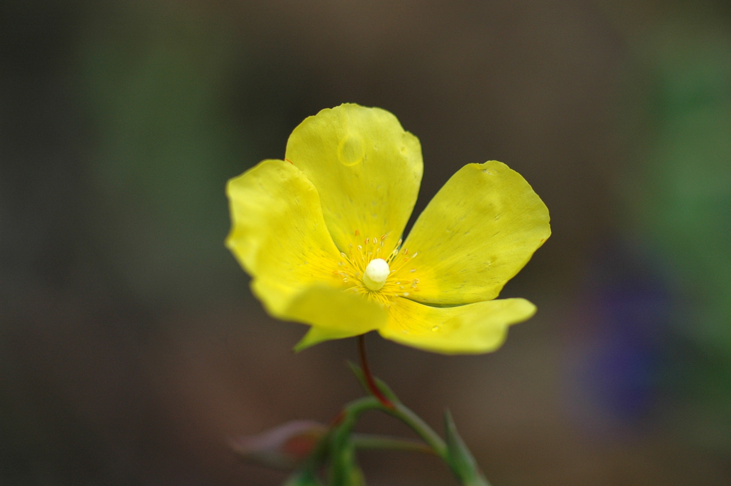 Nikon D70s + Sigma Macro 90mm F2.8 sample photo. A photography