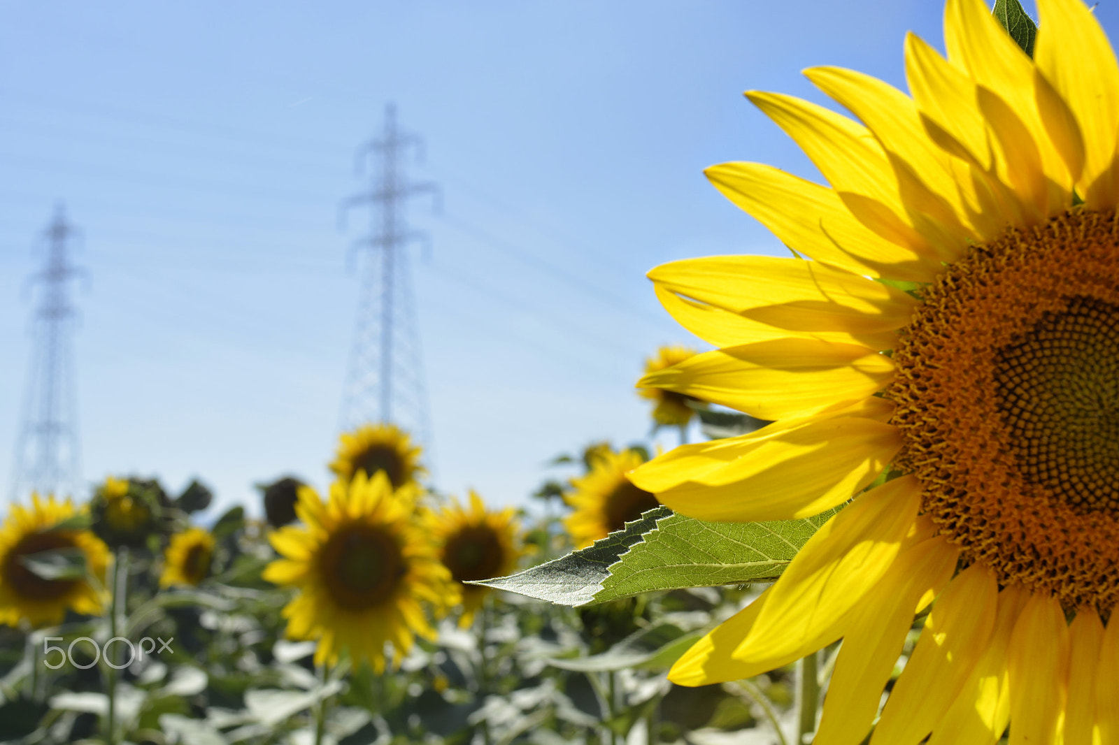 Nikon D5200 + Nikon AF Nikkor 28mm F2.8D sample photo. Here comes the summer sun photography