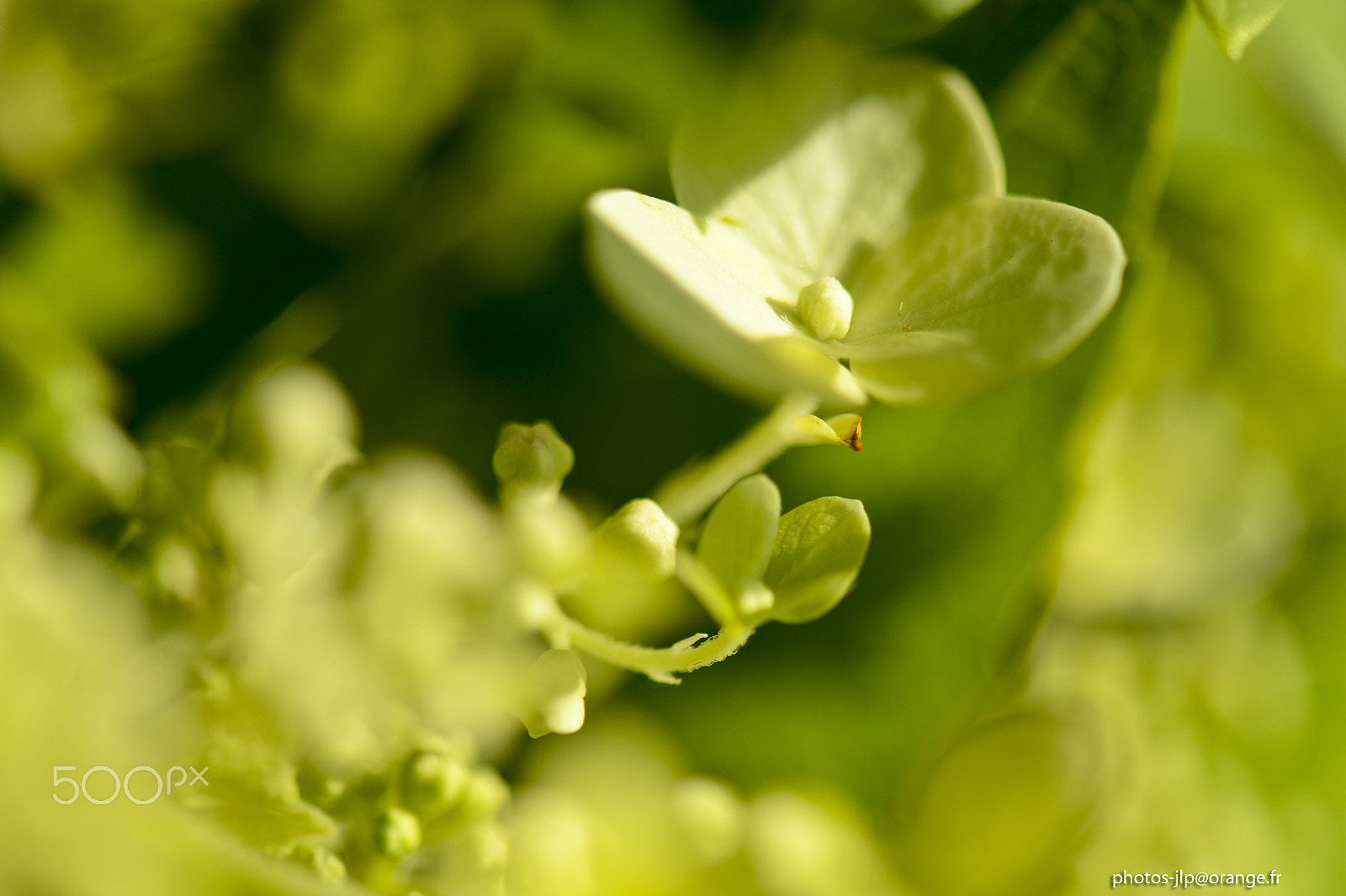 Nikon D4 + Tamron SP 35mm F1.8 Di VC USD sample photo. Hydrangea photography