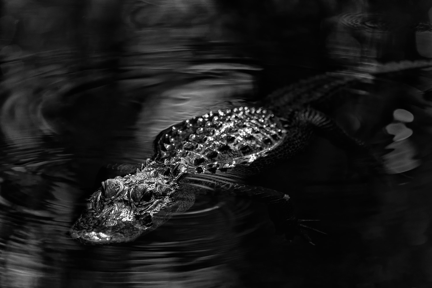 Nikon AF-S Nikkor 200-500mm F5.6E ED VR sample photo. Big cypress alligator black and white photography