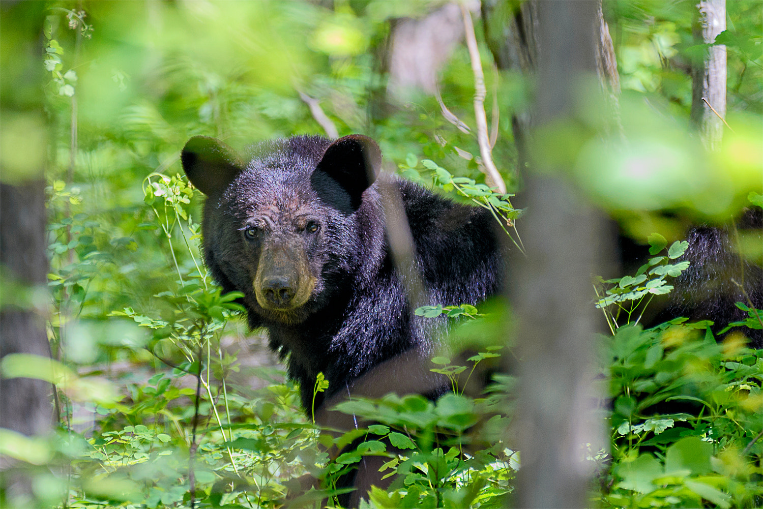 Nikon AF-S Nikkor 200-500mm F5.6E ED VR sample photo. Shenandoah national park black bear photography