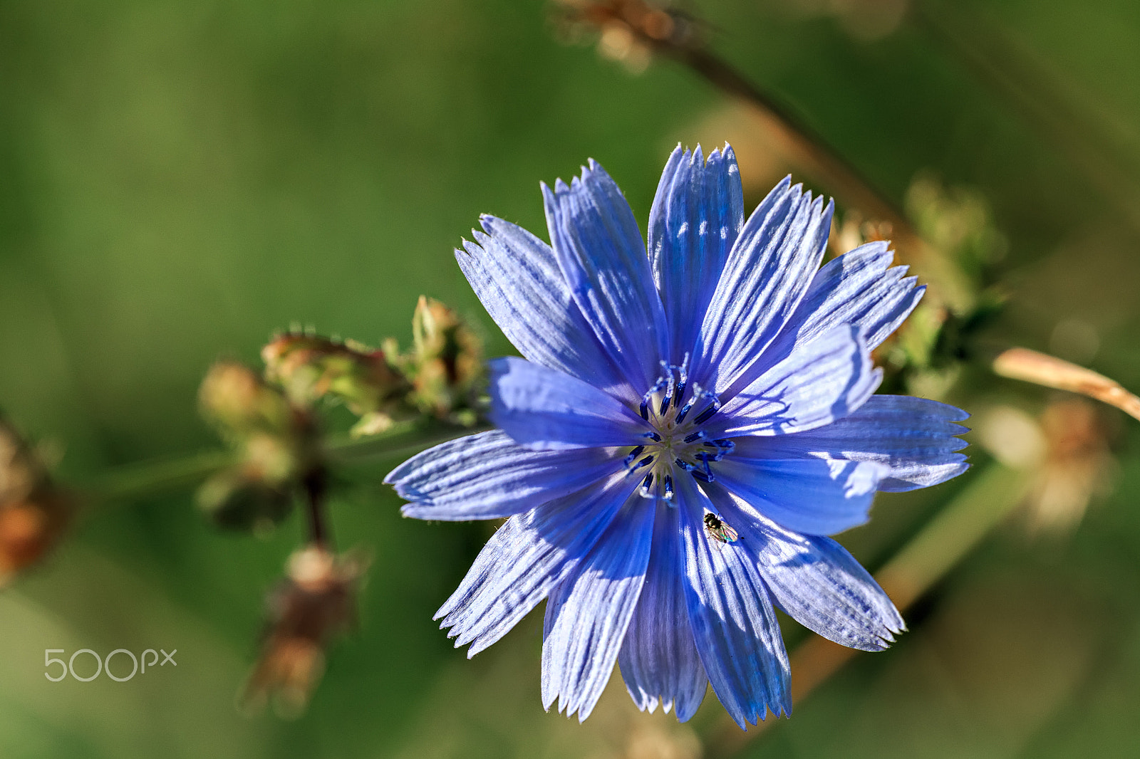 Canon EF 180mm F3.5L Macro USM sample photo. Cichorium intybus photography