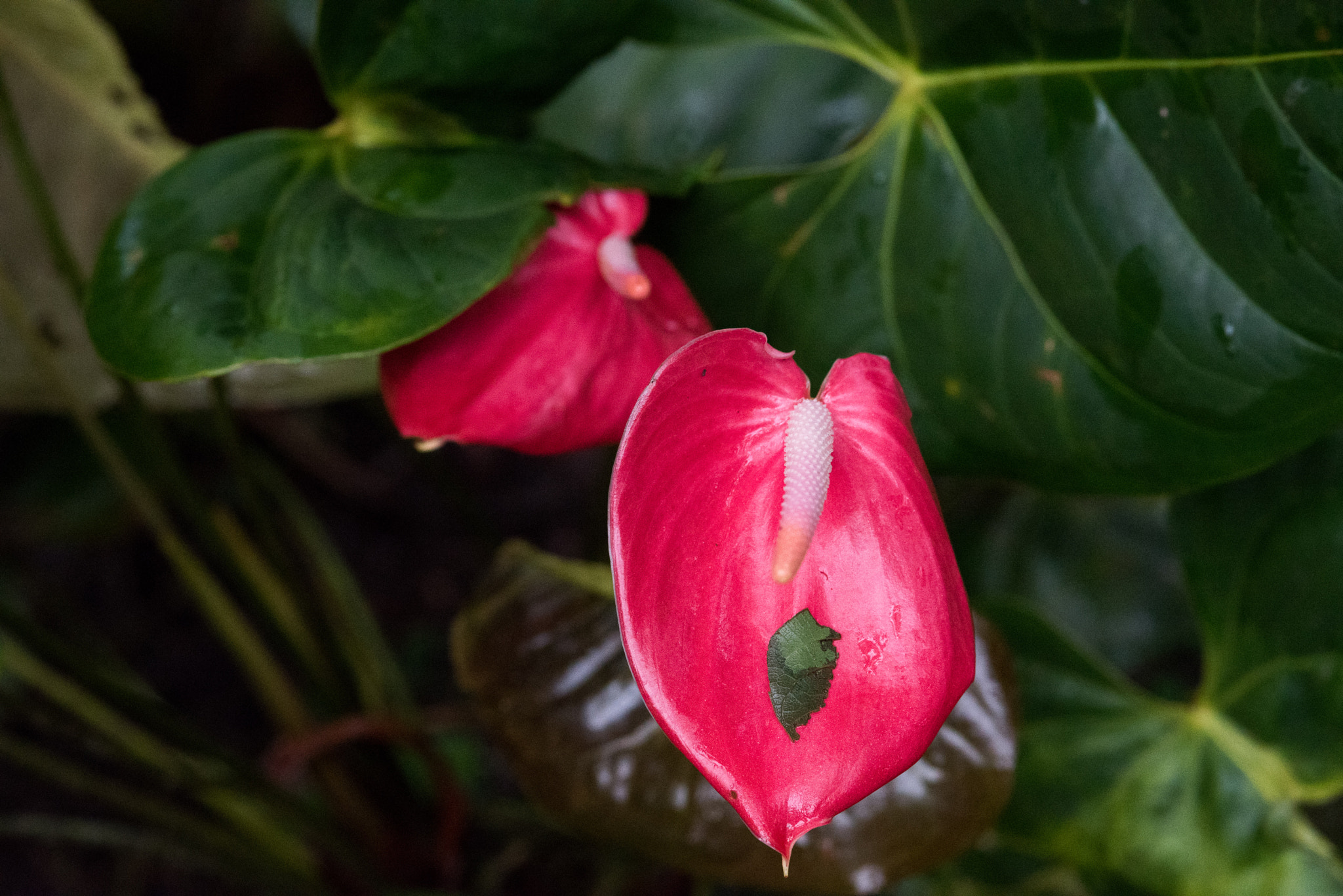 Nikon D750 + AF Micro-Nikkor 105mm f/2.8 sample photo. Fjd_1596.jpg photography