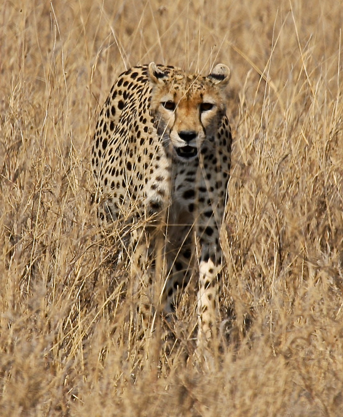 Canon EOS 40D + Canon EF 100-400mm F4.5-5.6L IS USM sample photo. Cheetah in serengeti national park photography