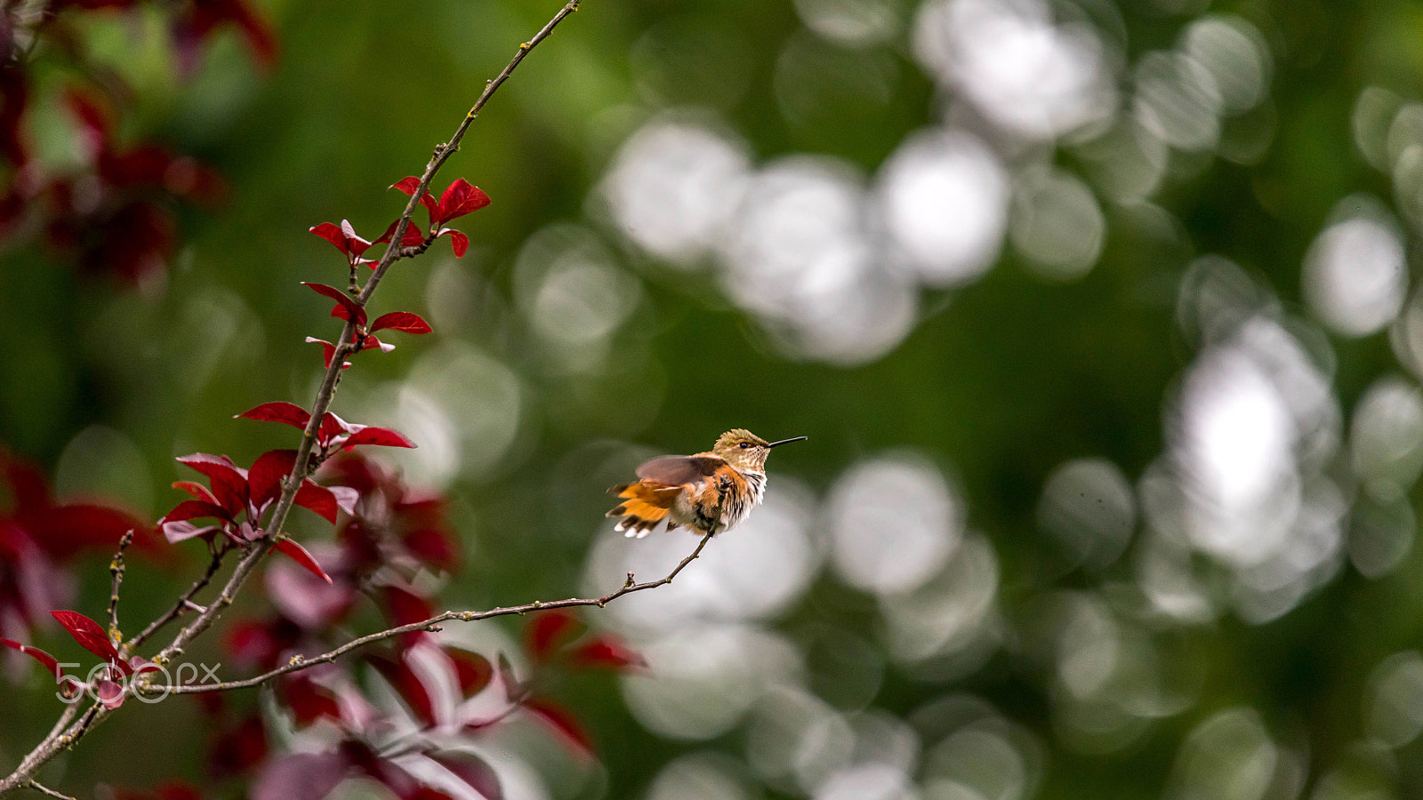 Sony a7 + Tamron SP 150-600mm F5-6.3 Di VC USD sample photo. Humming away photography