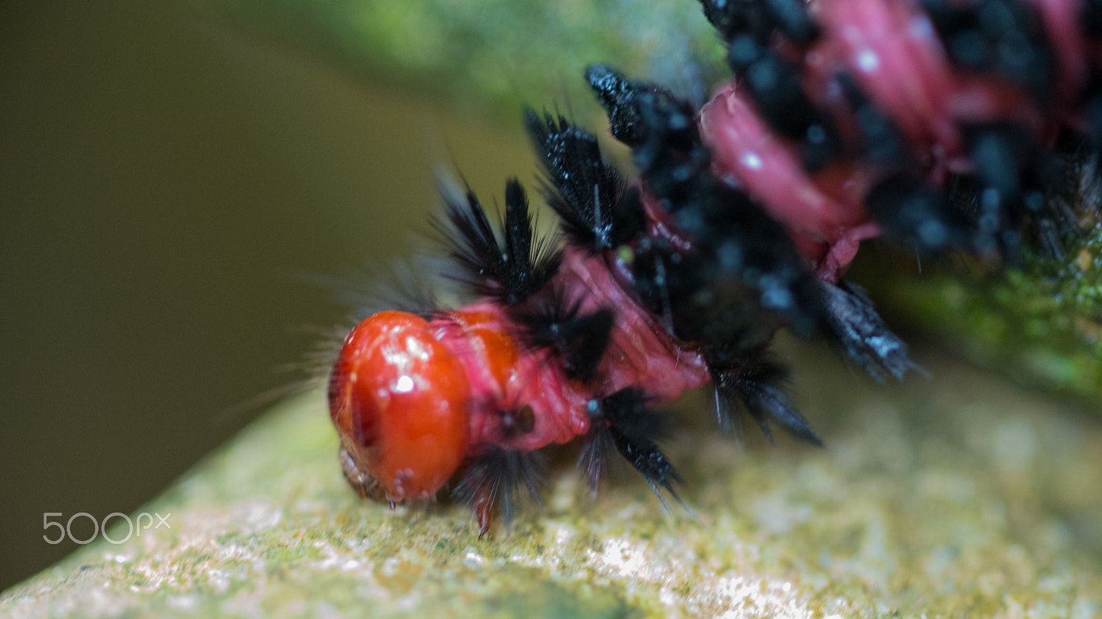 Nikon D750 + AF Micro-Nikkor 105mm f/2.8 sample photo. Fjd_1647.jpg photography