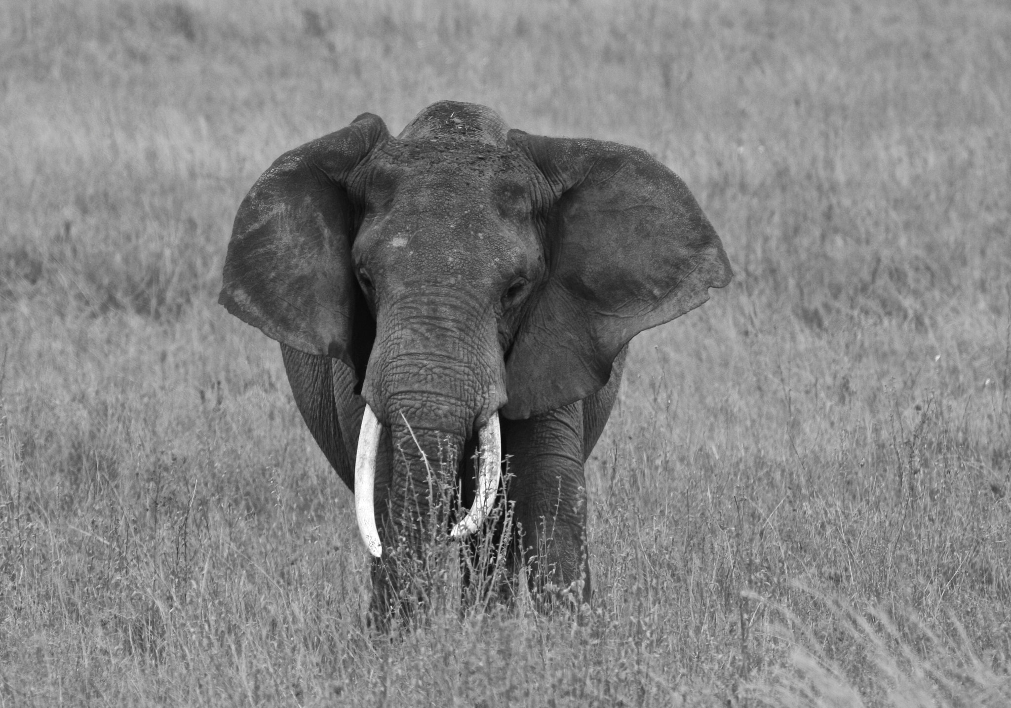 Canon EOS 40D + Canon EF 100-400mm F4.5-5.6L IS USM sample photo. Lone majestic elephant in serengeti… photography
