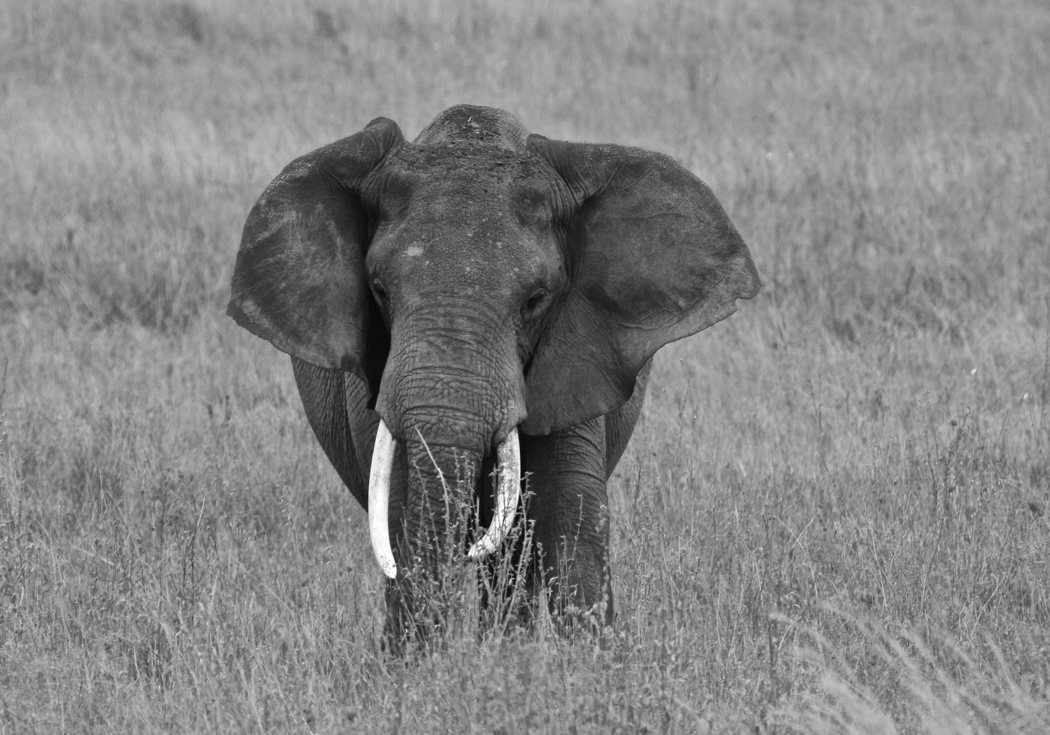 Canon EF 100-400mm F4.5-5.6L IS USM sample photo. Lone majestic elephant in serengeti… photography