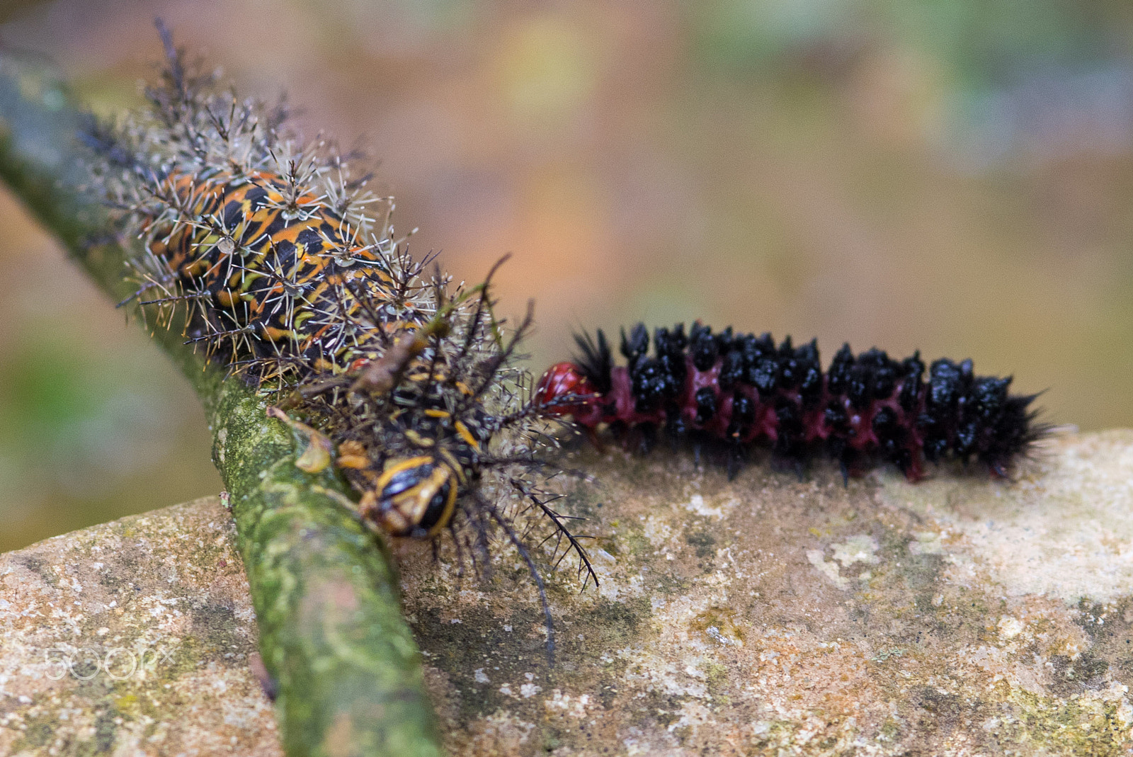 Nikon D750 + AF Micro-Nikkor 105mm f/2.8 sample photo. Fjd_1654.jpg photography
