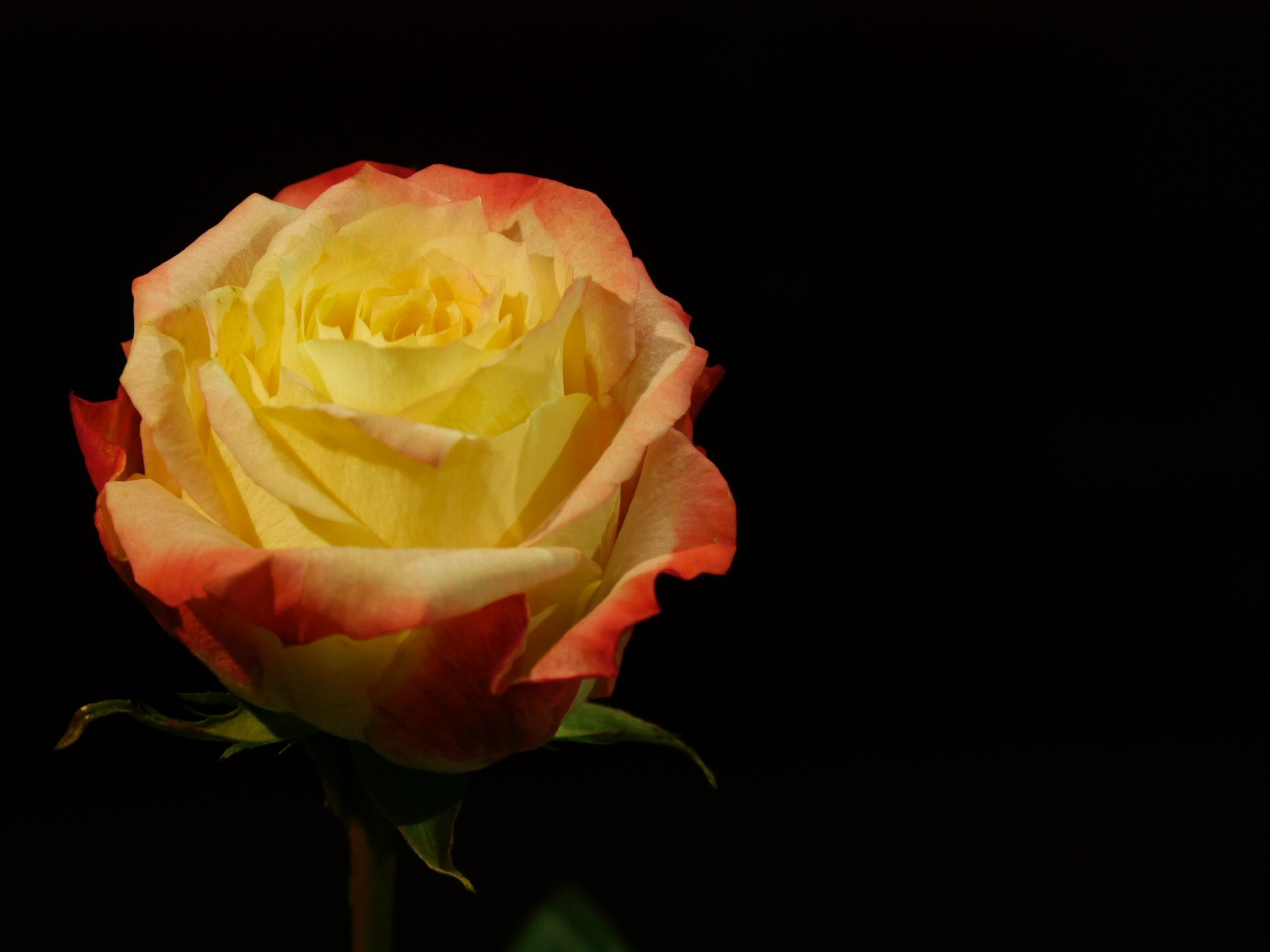 Panasonic DMC-G70 sample photo. The rose photography