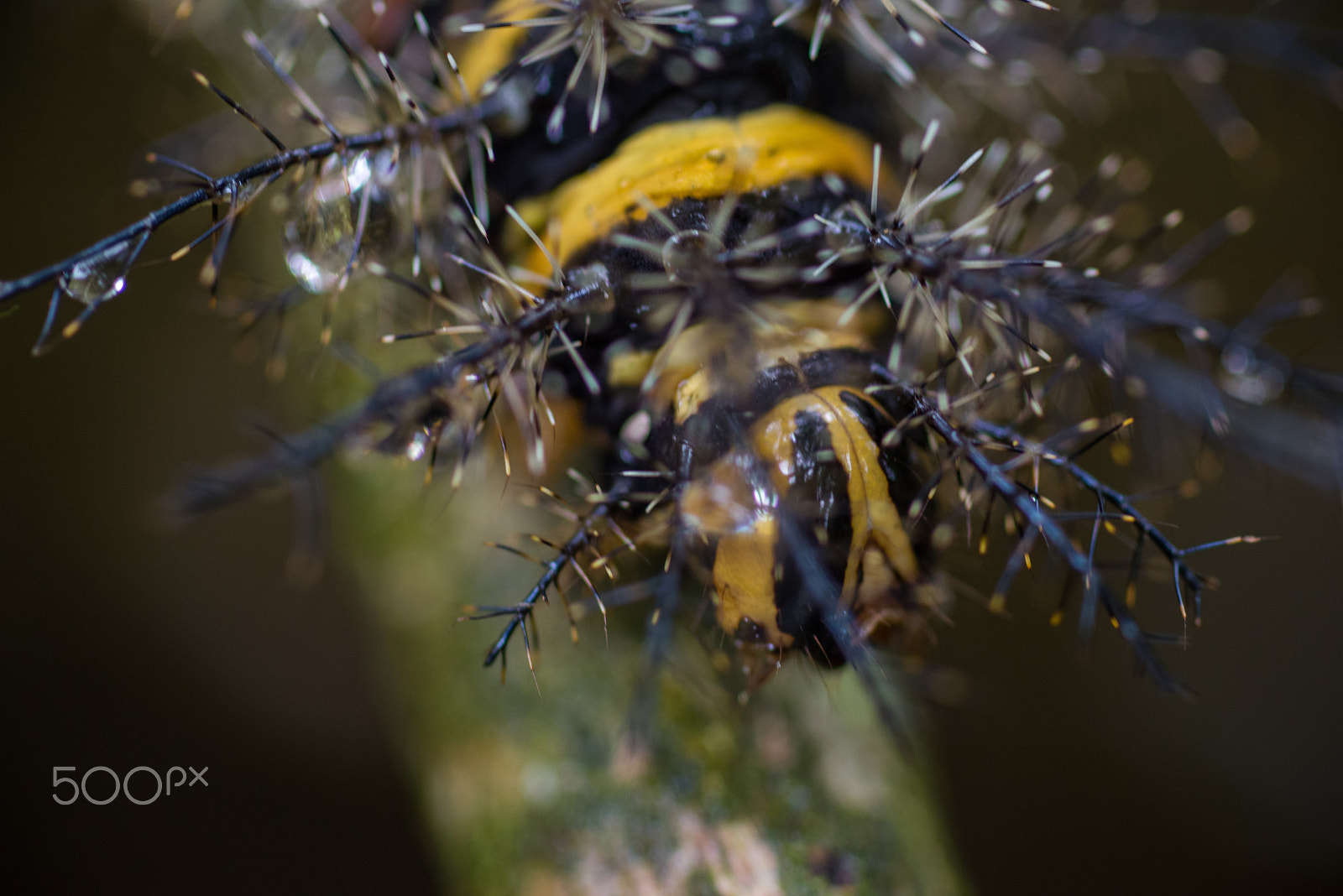 Nikon D750 + AF Micro-Nikkor 105mm f/2.8 sample photo. Fjd_1660.jpg photography