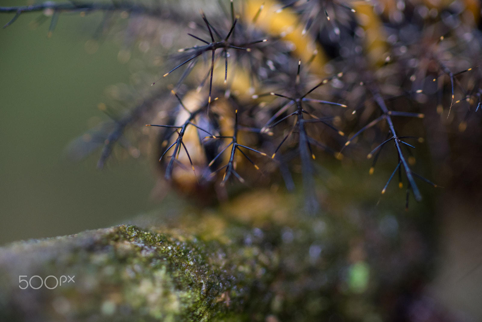 Nikon D750 + AF Micro-Nikkor 105mm f/2.8 sample photo. Fjd_1665.jpg photography