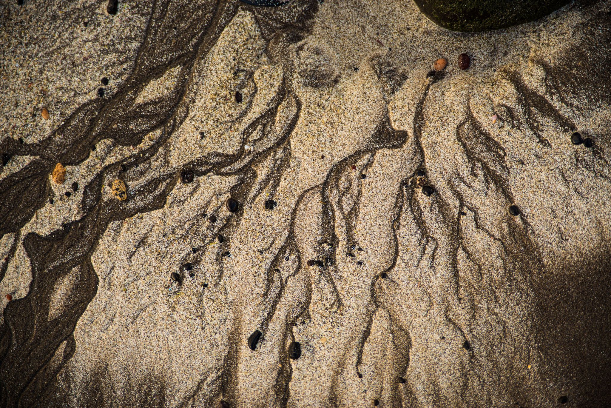 AF Zoom-Nikkor 28-105mm f/3.5-4.5D IF sample photo. Golden ramifications photography