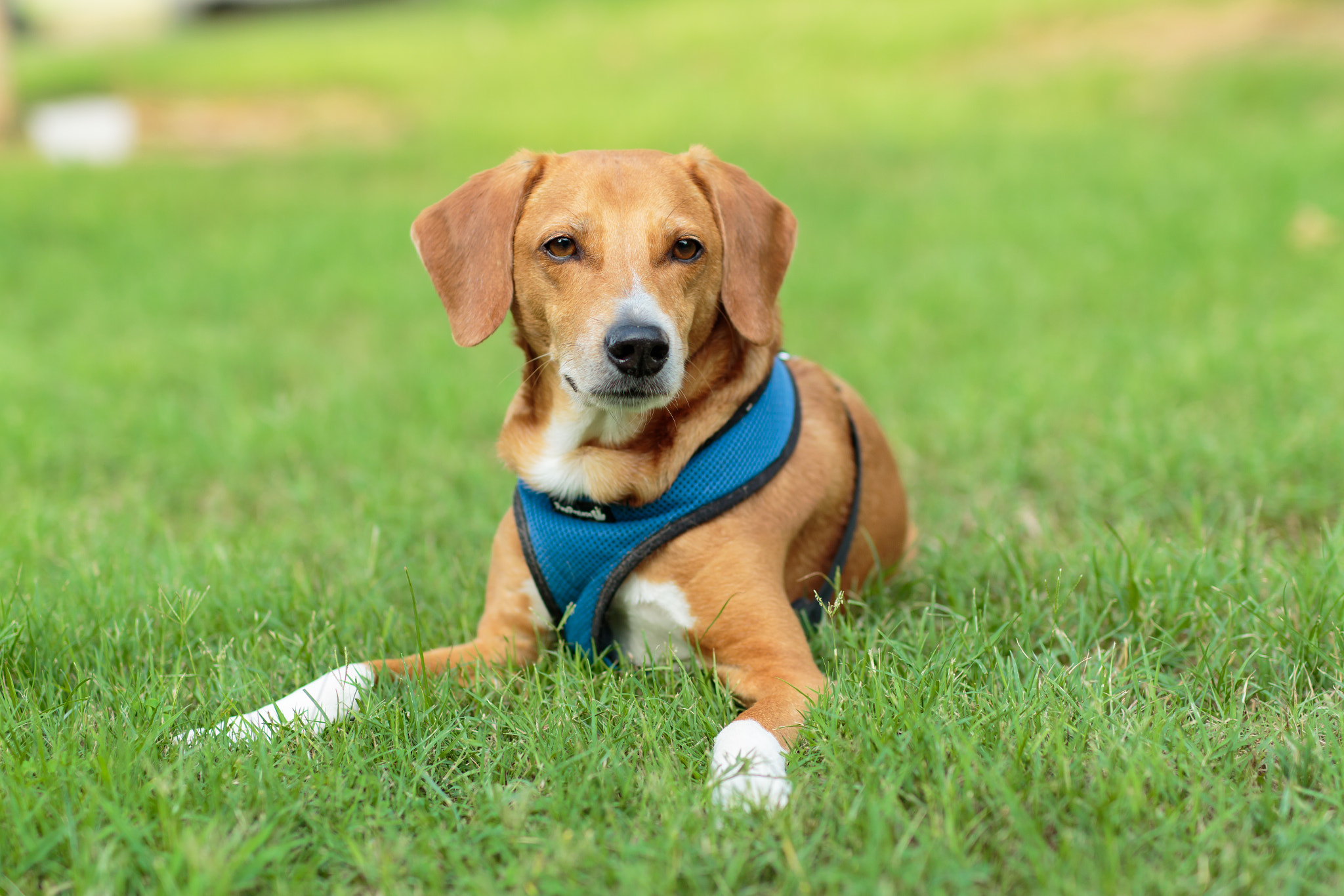 Sigma 50mm F1.4 EX DG HSM sample photo. My dog photography