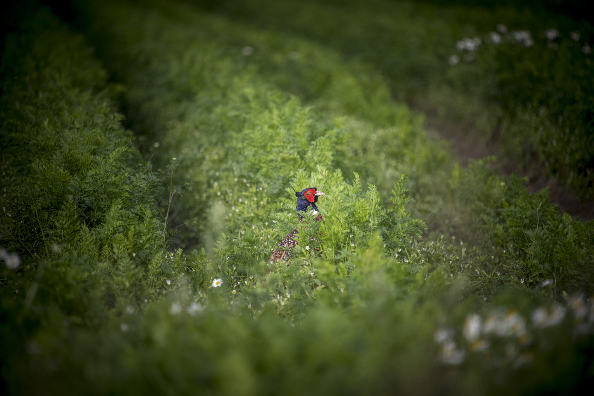 Nikon D750 + Sigma 50-500mm F4-6.3 EX APO RF HSM sample photo. The pheasant photography