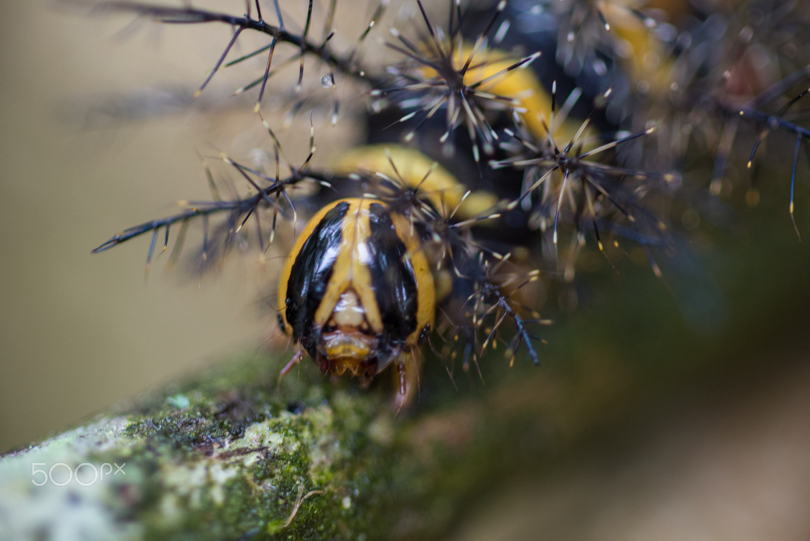 Nikon D750 + AF Micro-Nikkor 105mm f/2.8 sample photo. Fjd_1670.jpg photography