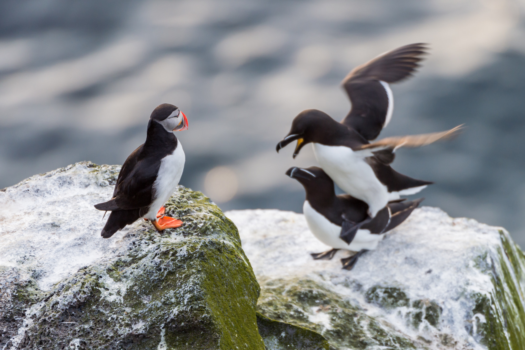 Nikon D4S sample photo. Razorbills and atlantic puffin photography