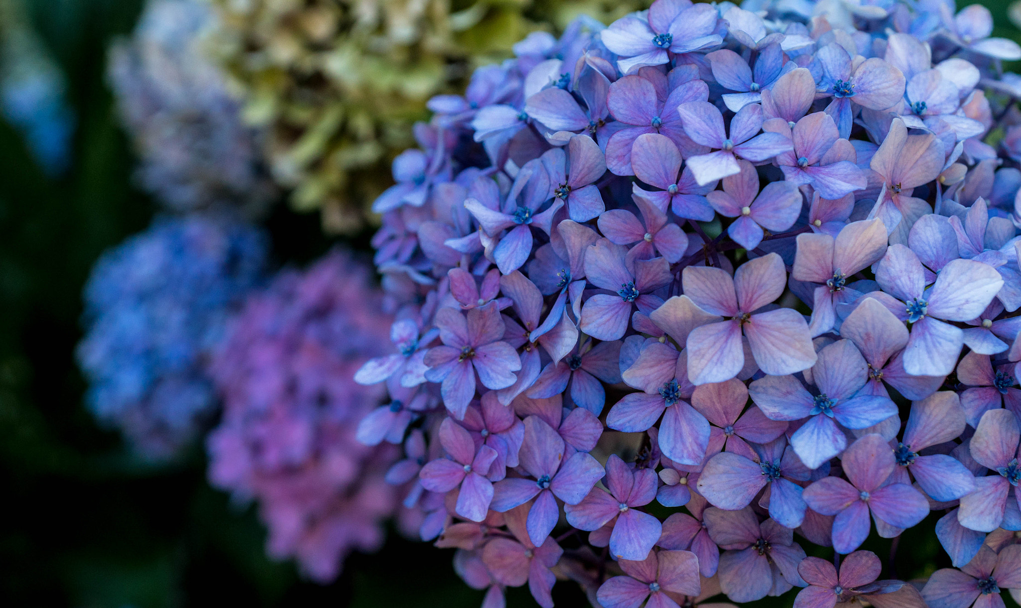 Sony a6300 + 18-35mm F1.8 DC HSM | Art 013 sample photo. Summer blooms photography
