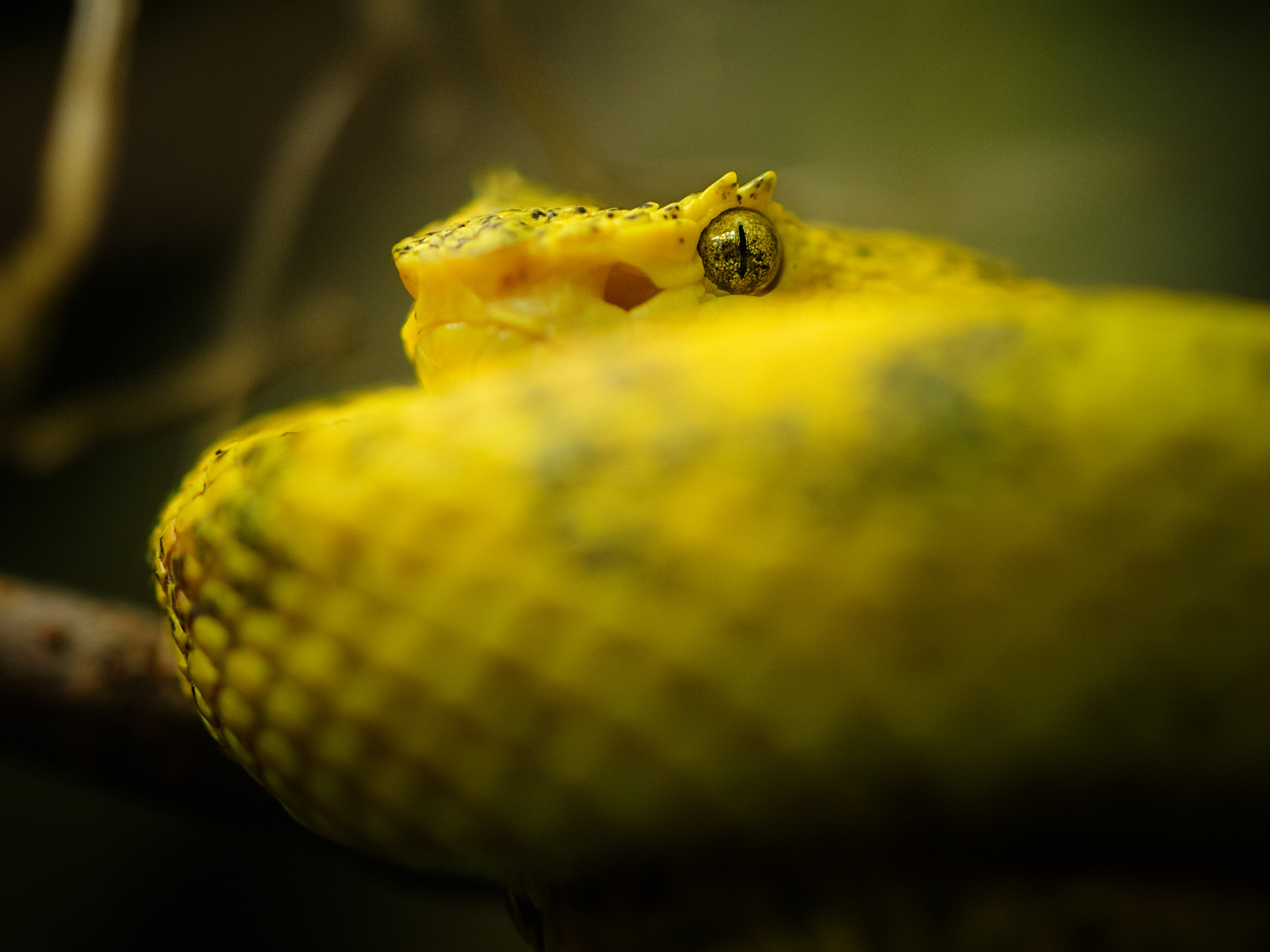 Olympus OM-D E-M1 + OLYMPUS 50mm Lens sample photo. Snake eyes  photography