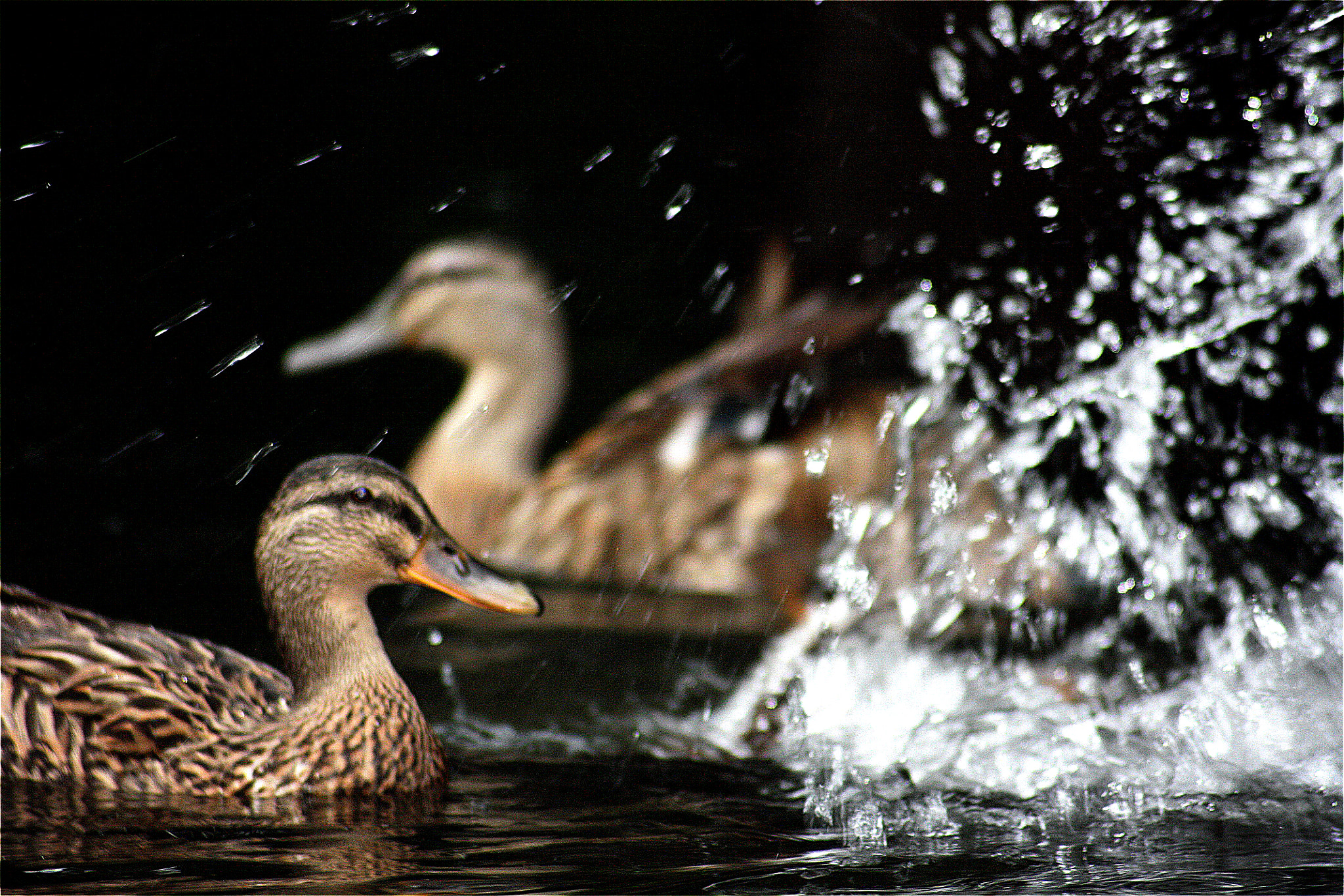 Sigma 70-300mm F4-5.6 APO DG Macro sample photo. Wild ducks photography