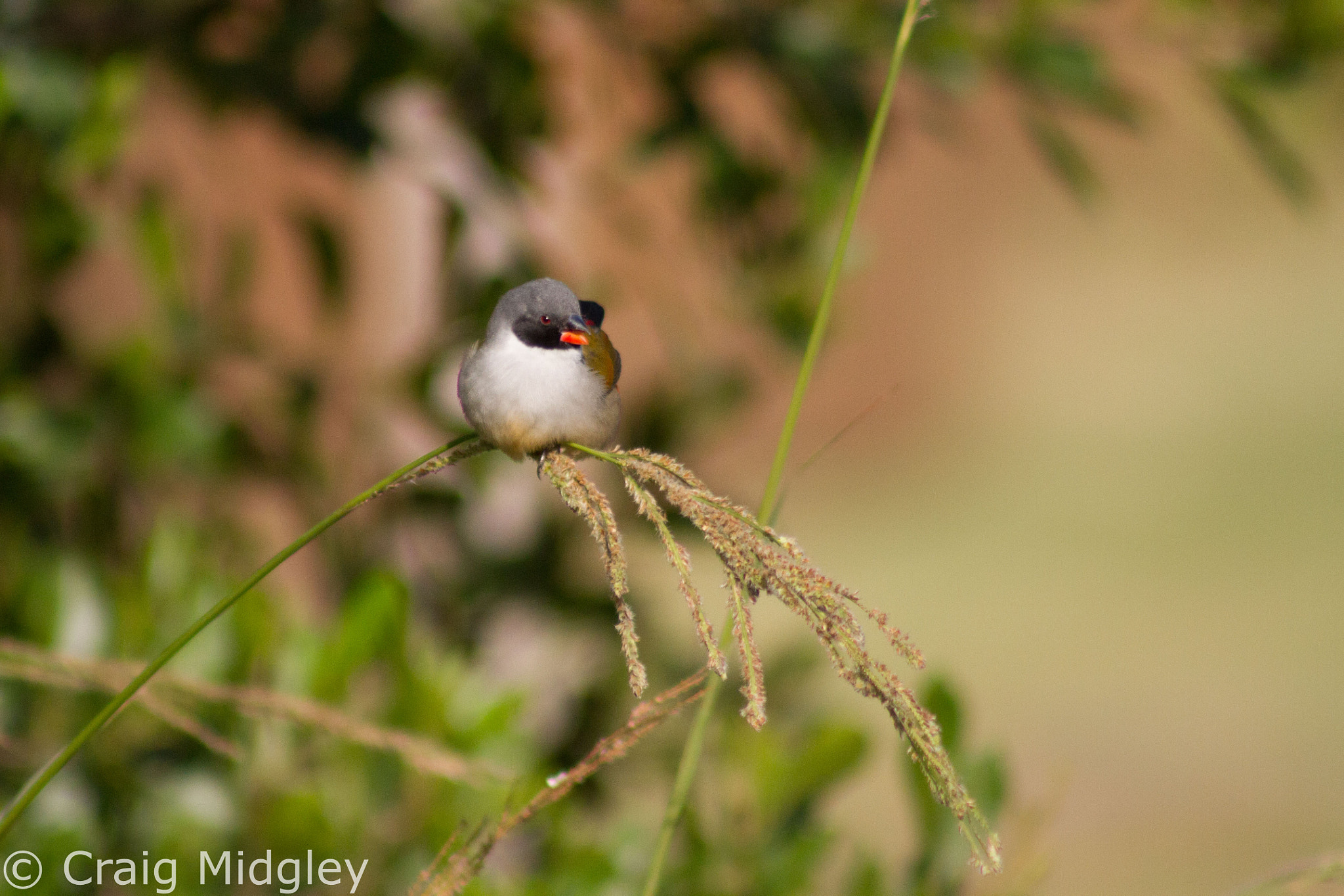 Canon EF 75-300mm f/4-5.6 USM sample photo. See waxbill photography