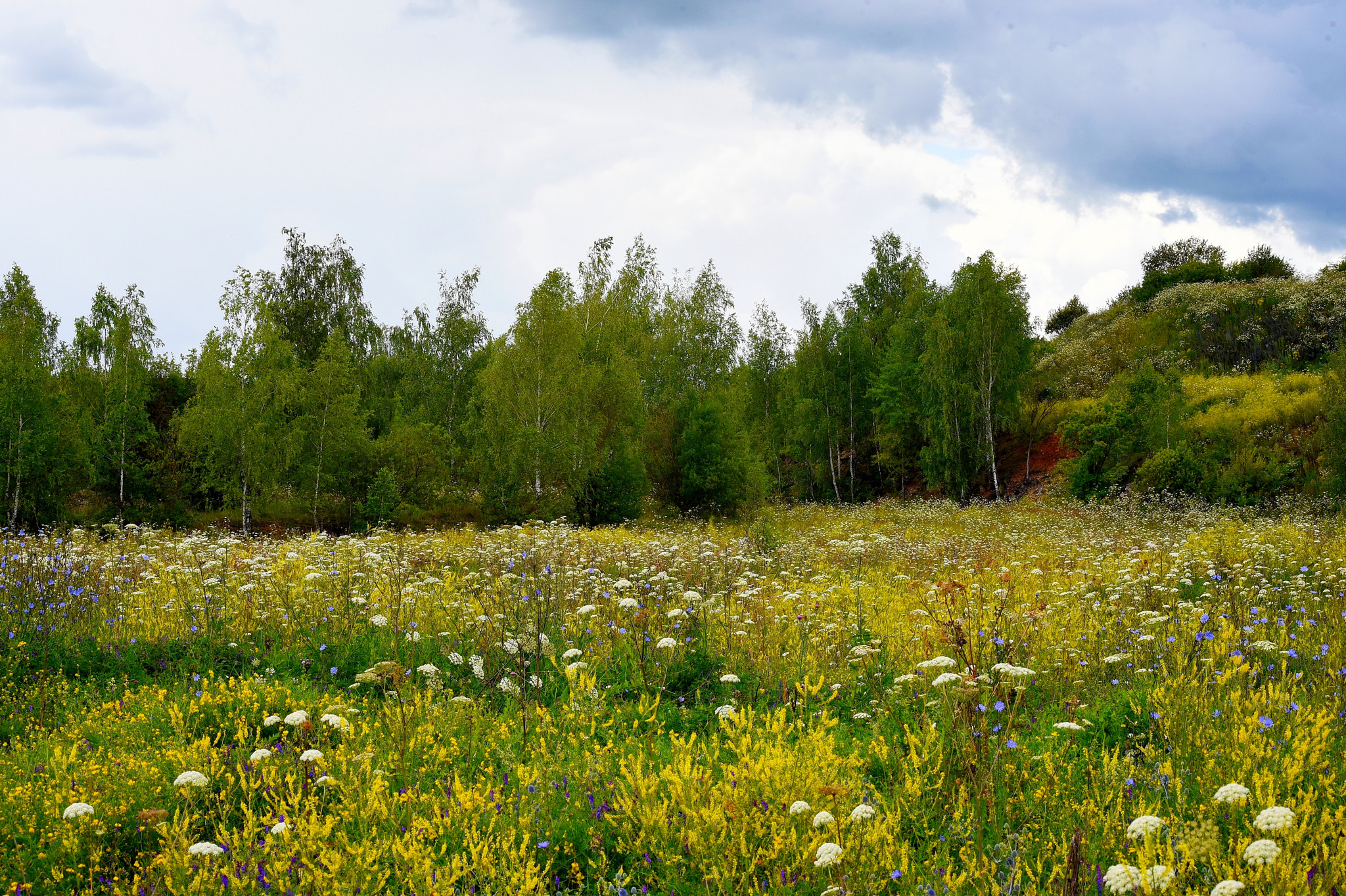 Nikon D750 + Sigma 70-300mm F4-5.6 DG OS sample photo. Flower meadow photography