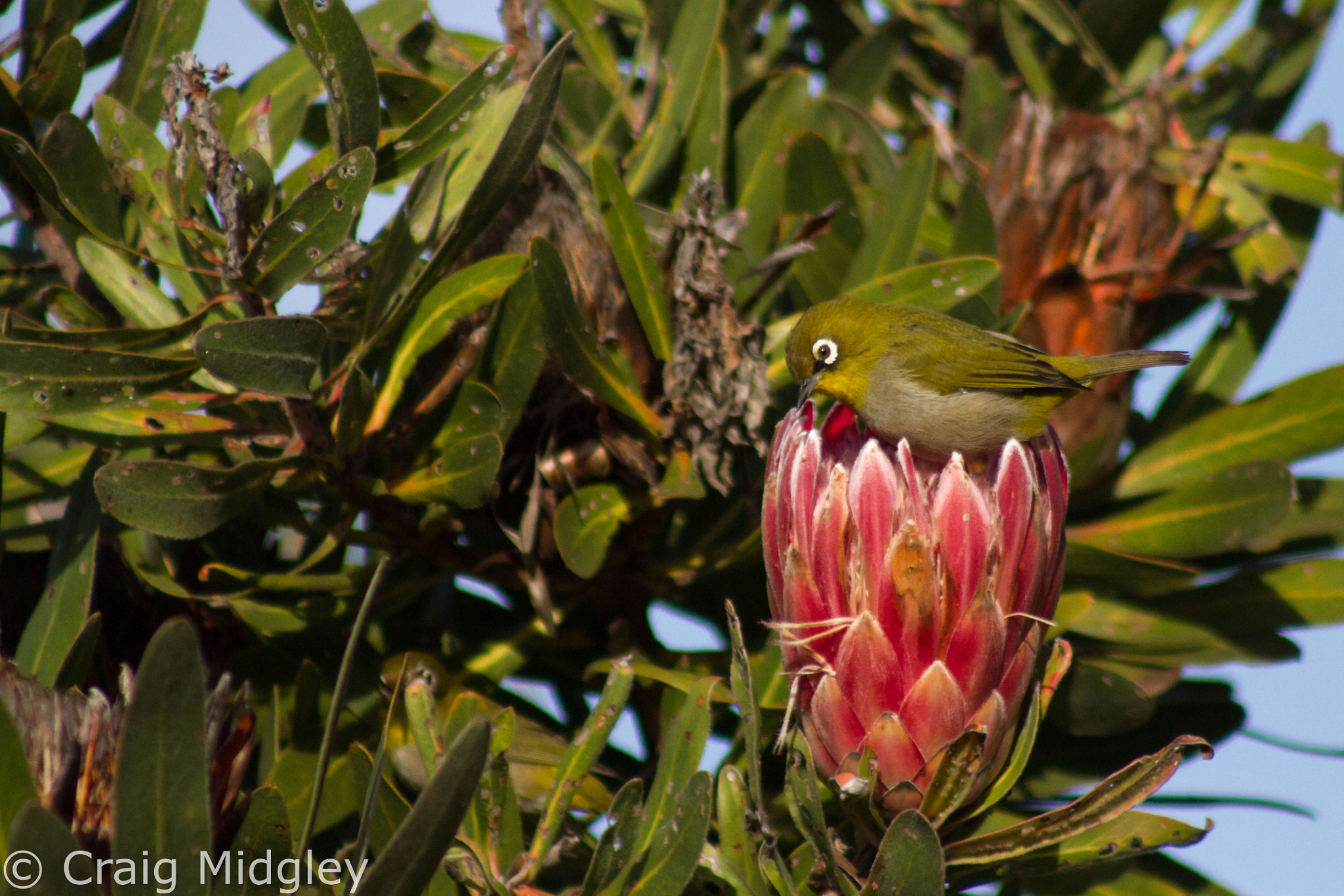 Canon EF 75-300mm f/4-5.6 USM sample photo. Cape white-eye photography