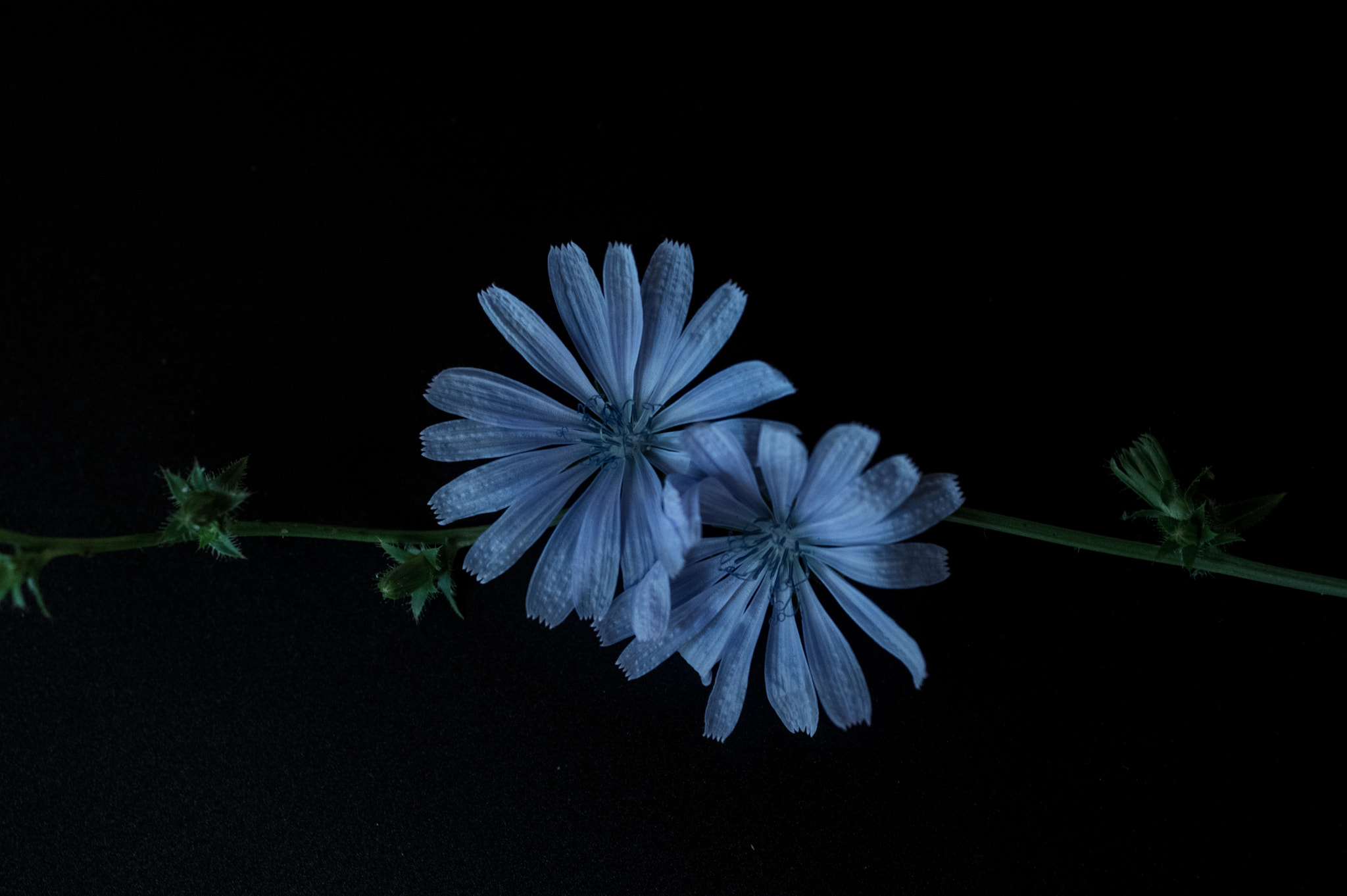 Pentax K-3 sample photo. Chicory photography