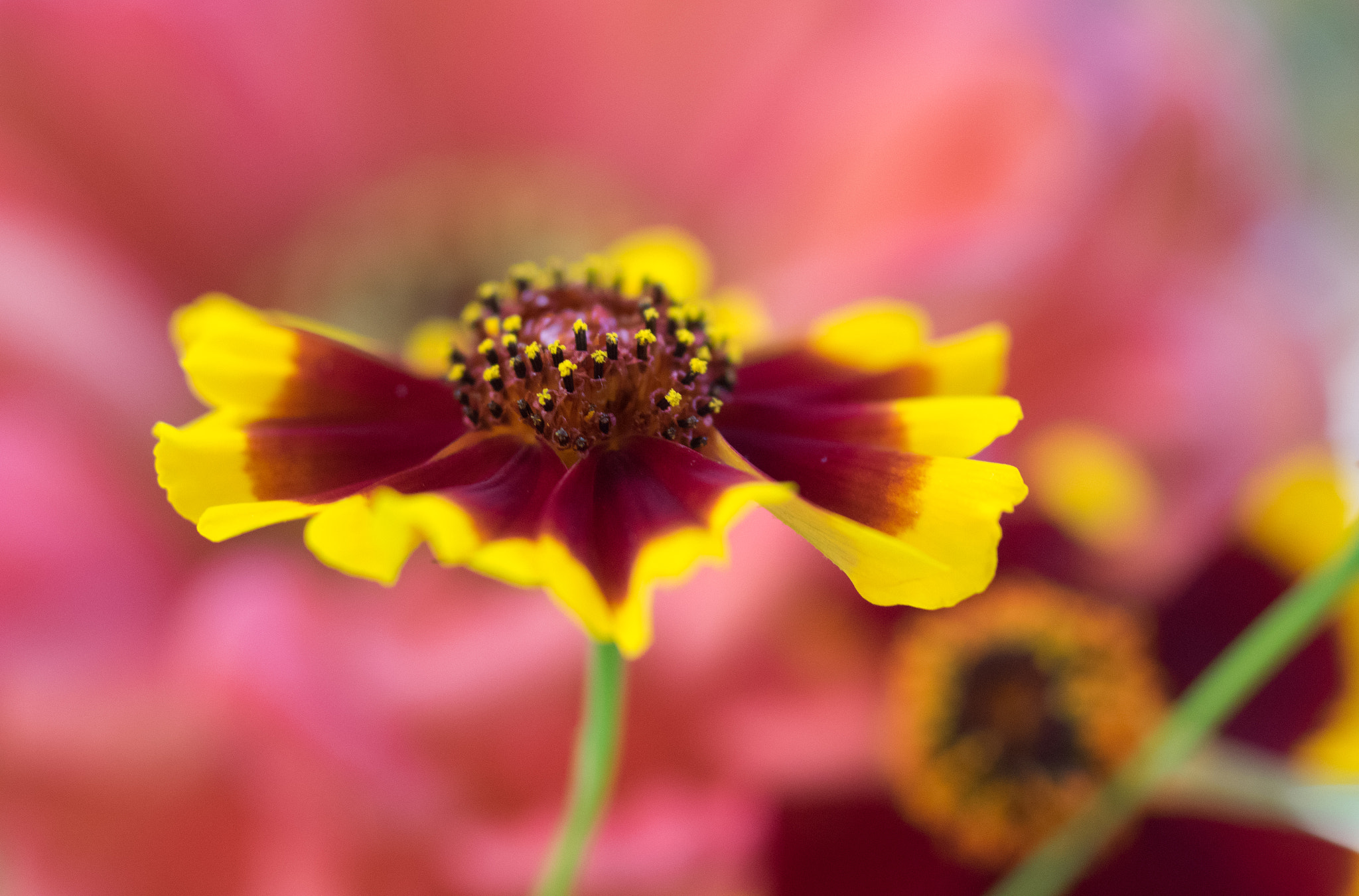 smc PENTAX-FA Macro 50mm F2.8 sample photo. Coreopsis photography